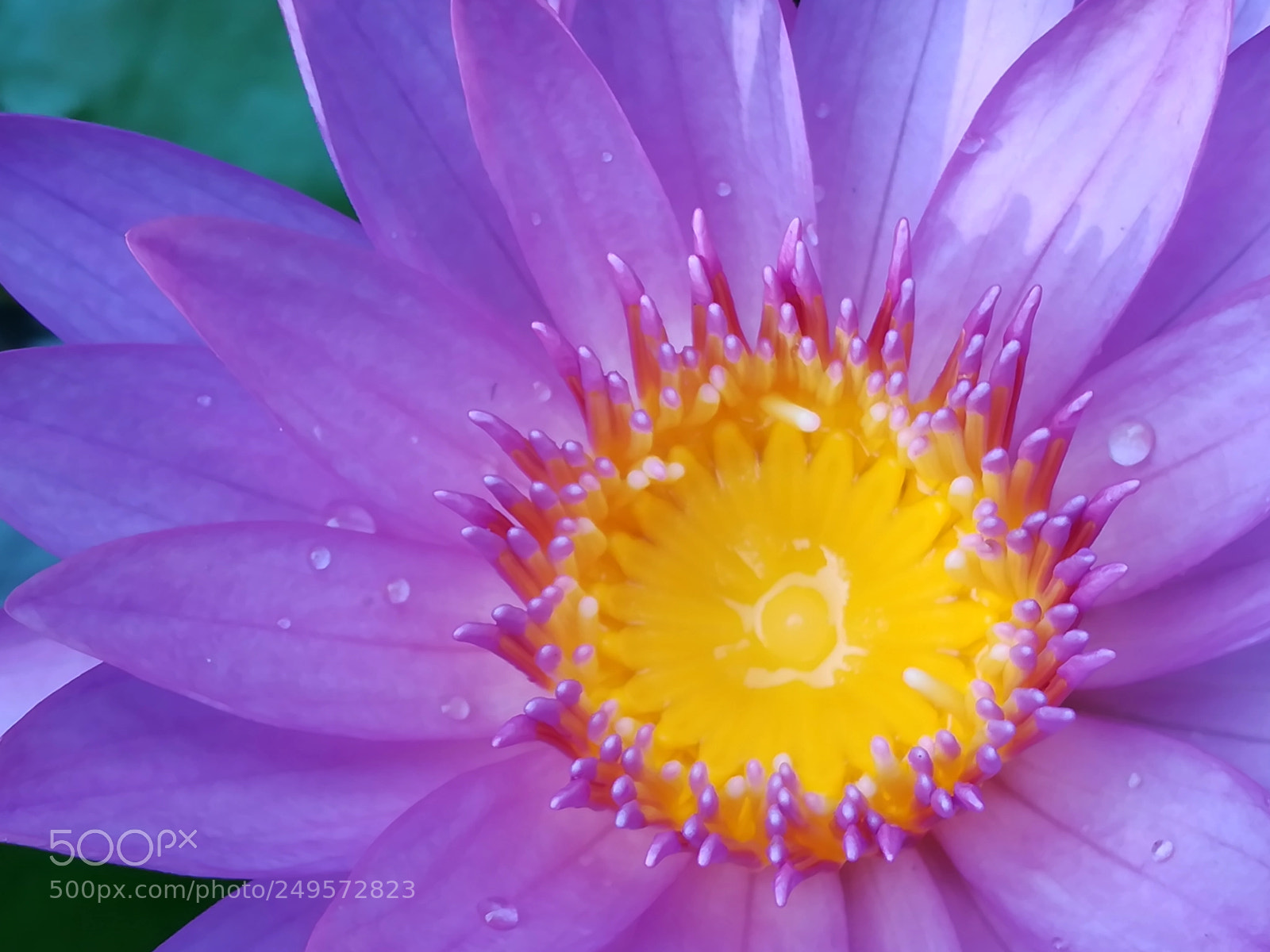 HUAWEI honor 6x sample photo. Violet lotus flowers photography
