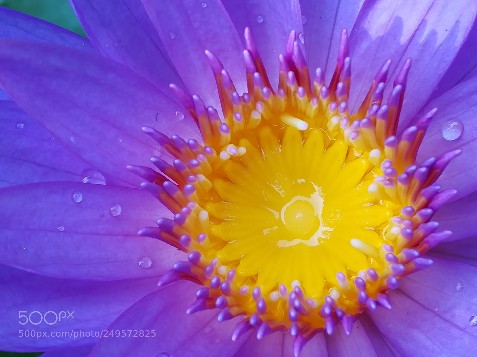 HUAWEI honor 6x sample photo. Violet lotus flowers photography