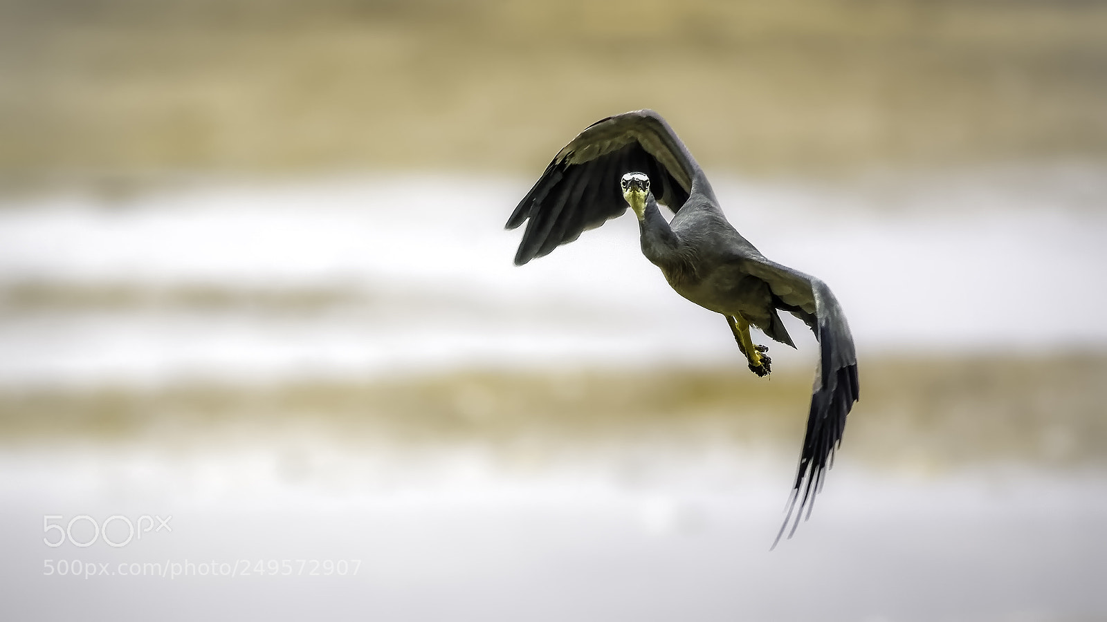 Nikon D7200 sample photo. White-faced heron 2 photography