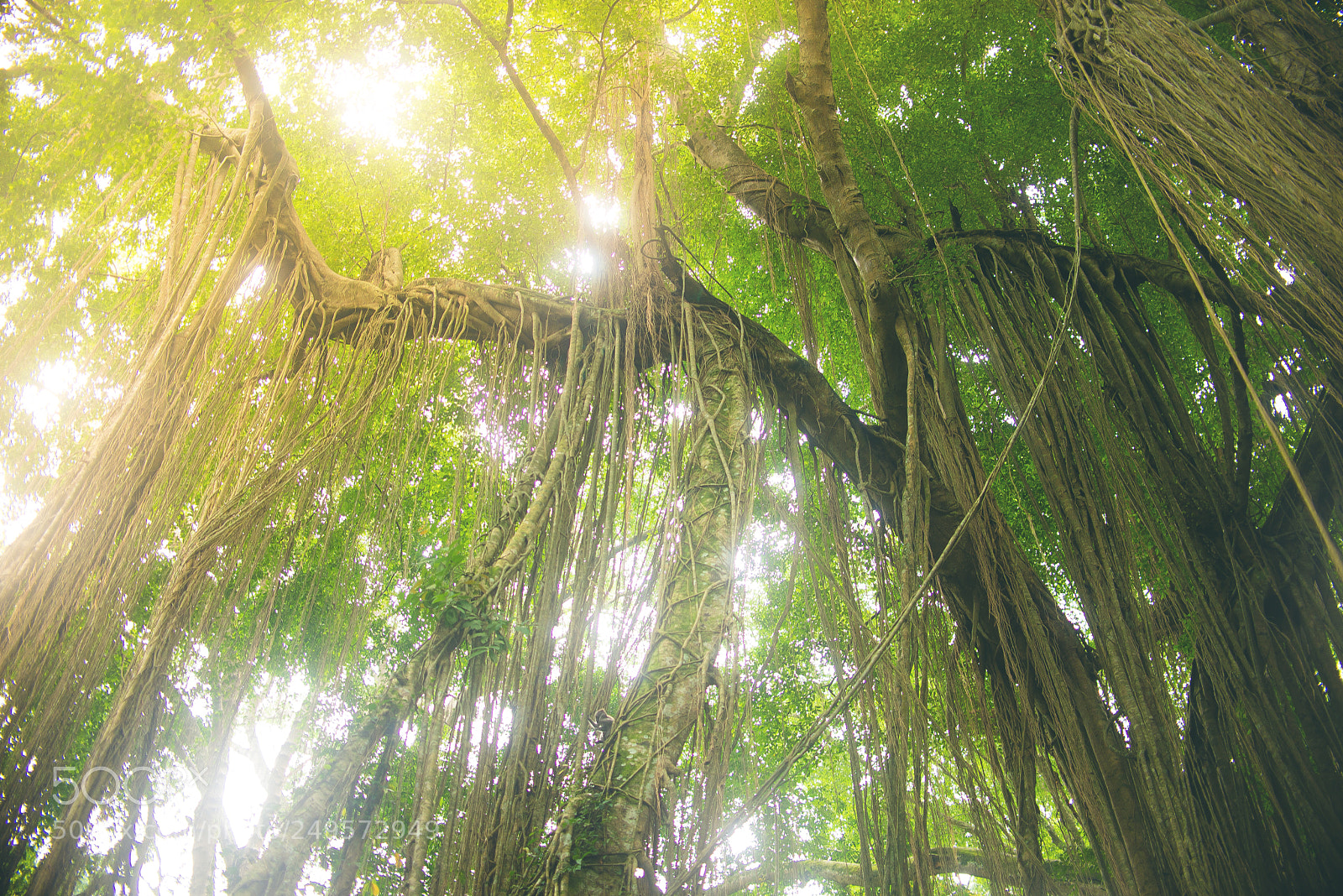Nikon D610 sample photo. Inside the forest photography