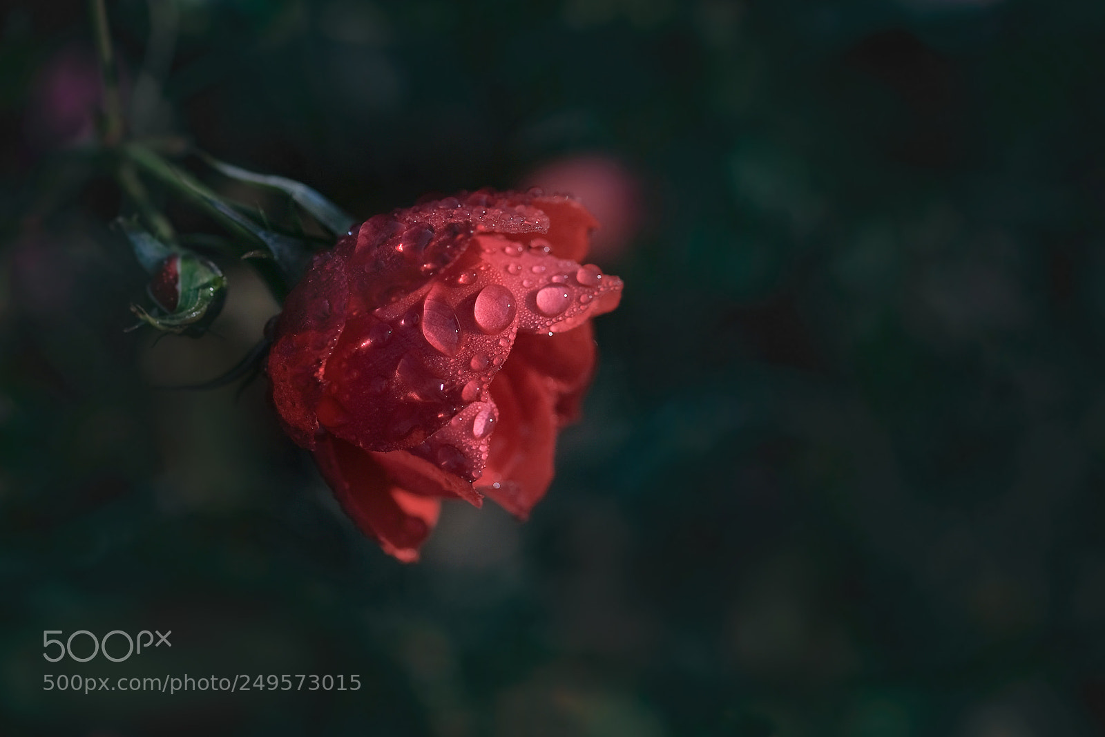 Fujifilm X-Pro2 sample photo. Pluie rose photography