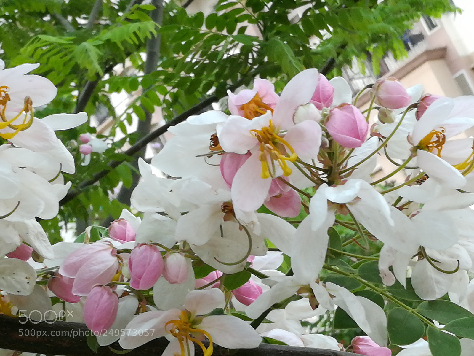 HUAWEI honor 6x sample photo. Pink carnation photography