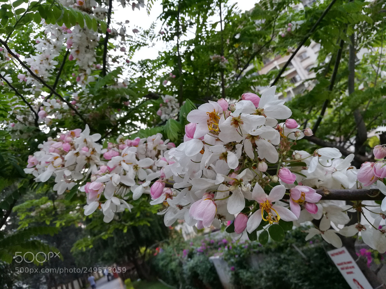 HUAWEI honor 6x sample photo. Pink carnation photography