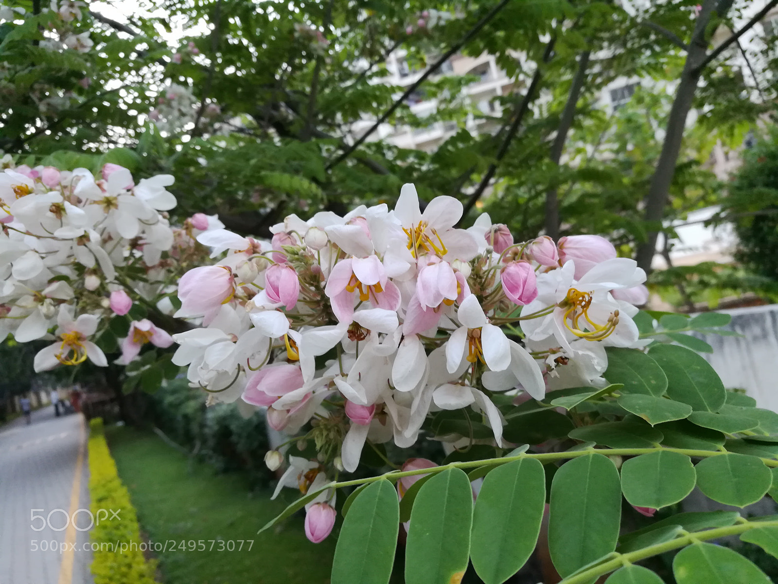 HUAWEI honor 6x sample photo. Pink carnation photography