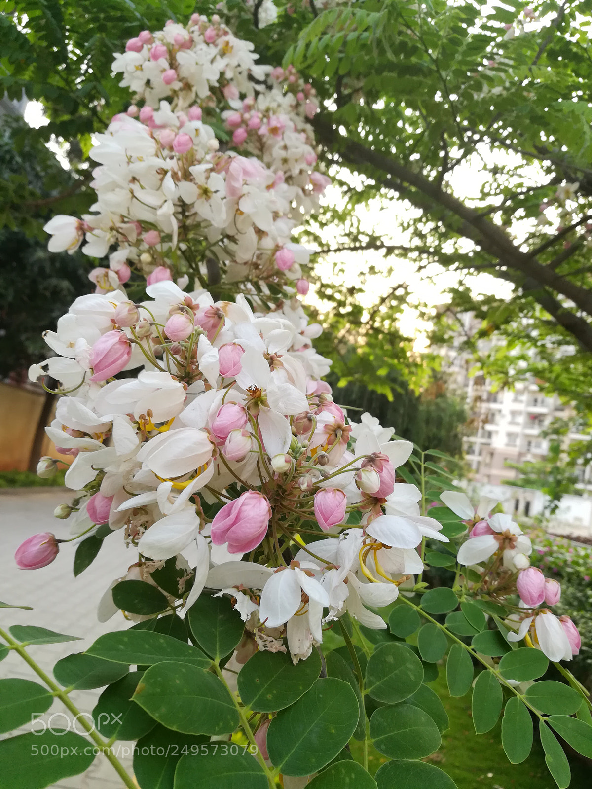 HUAWEI honor 6x sample photo. Pink carnation photography