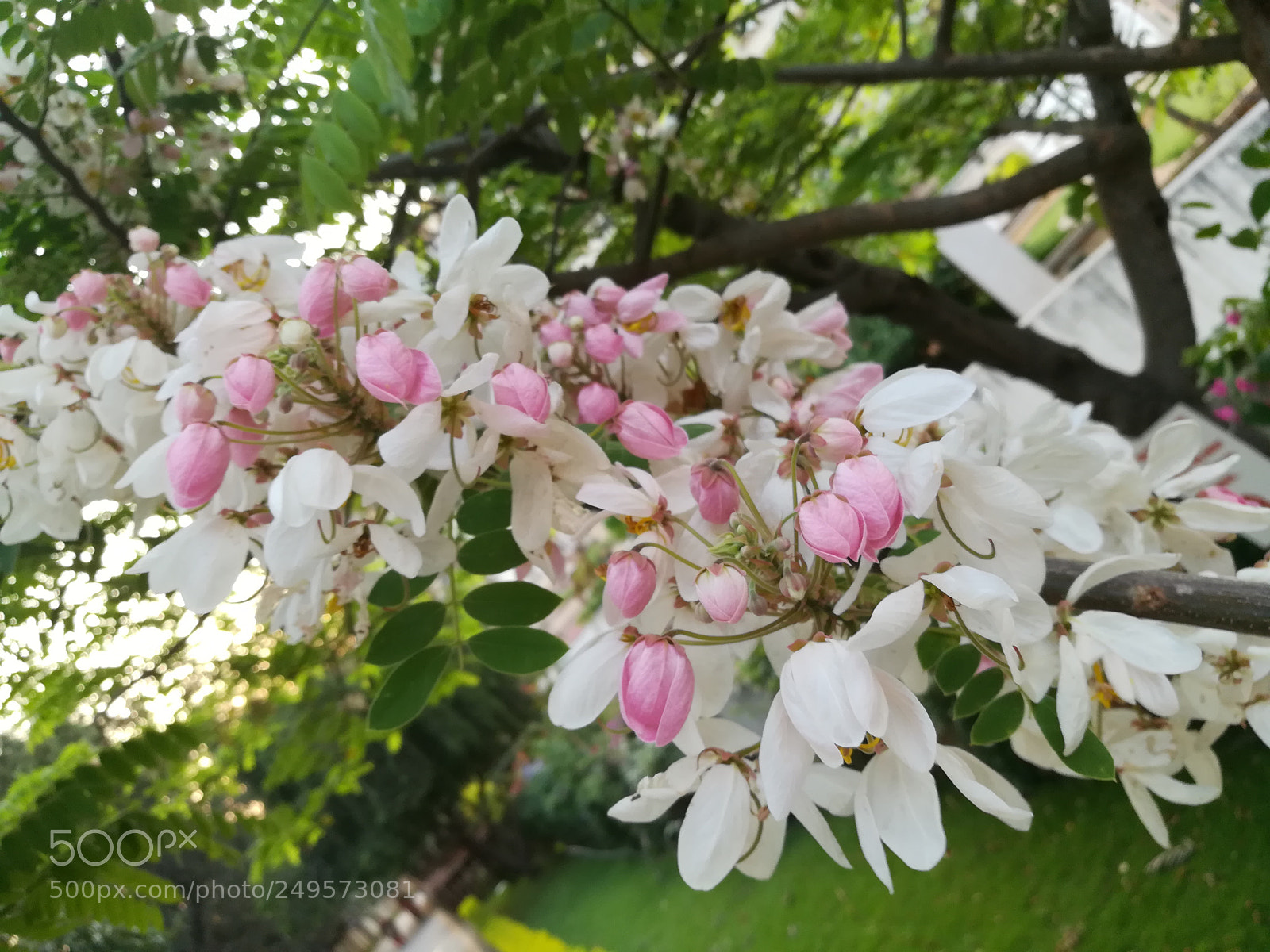 HUAWEI honor 6x sample photo. Pink carnation photography