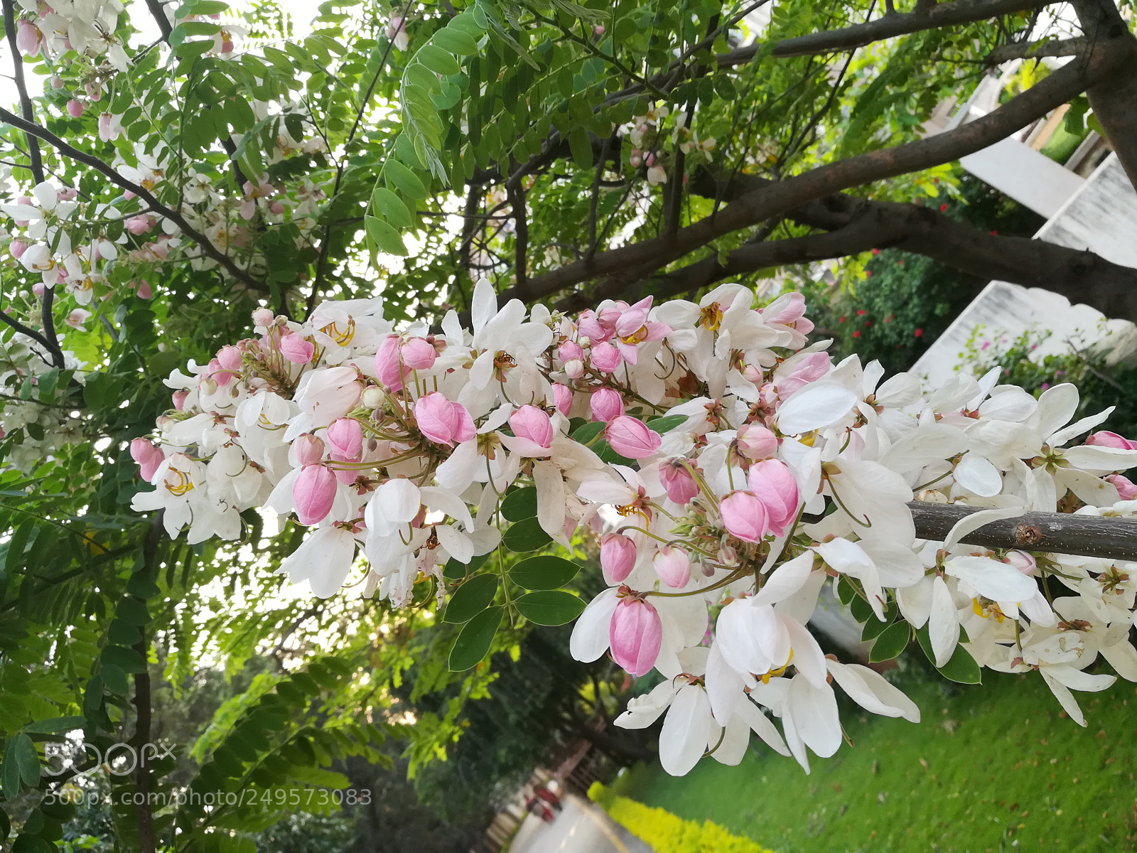 HUAWEI honor 6x sample photo. Pink carnation photography