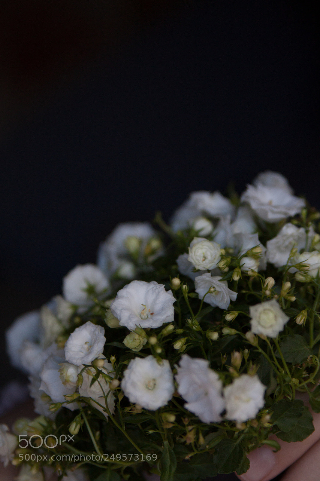 Canon EOS 500D (EOS Rebel T1i / EOS Kiss X3) sample photo. Campanula photography