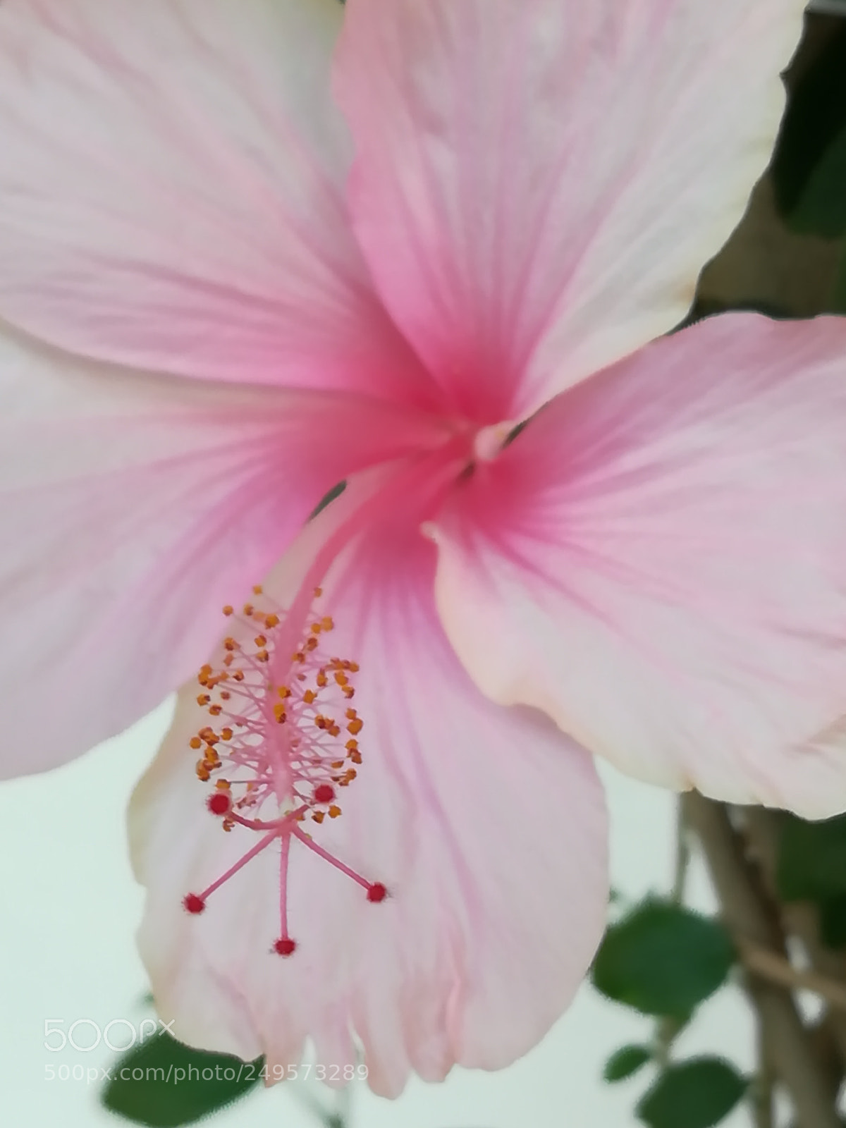 HUAWEI honor 6x sample photo. Pink hibiscus photography