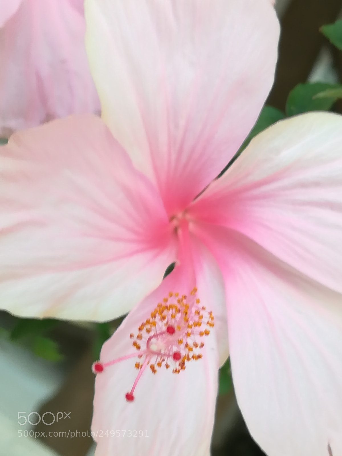 HUAWEI honor 6x sample photo. Pink hibiscus photography
