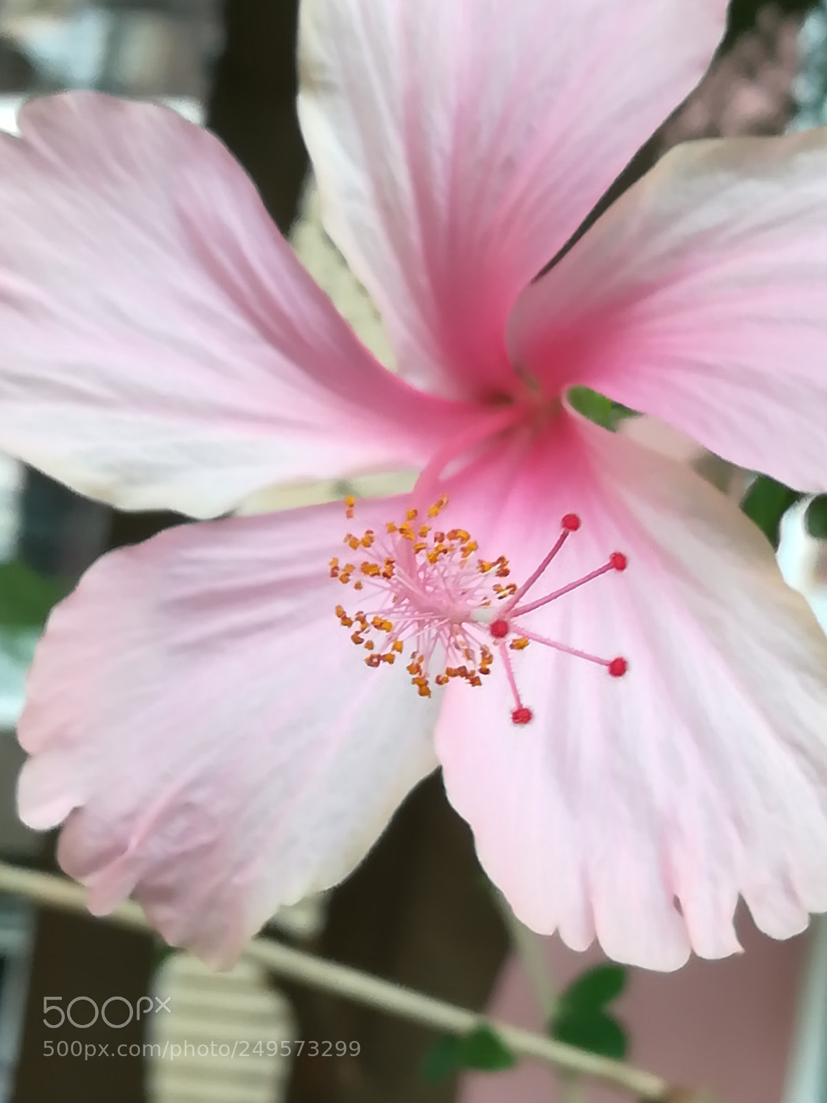 HUAWEI honor 6x sample photo. Pink hibiscus photography