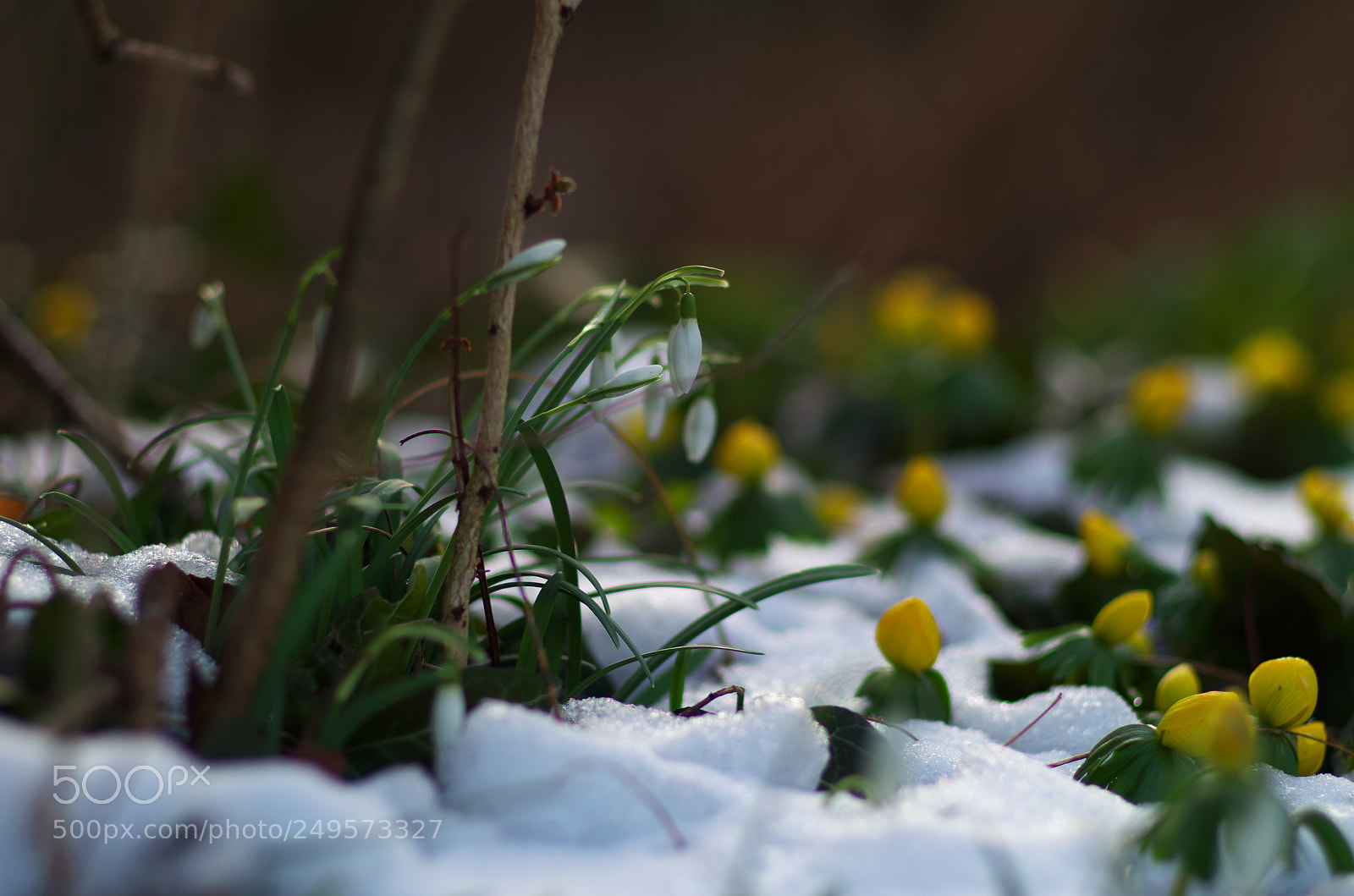 Pentax K-30 sample photo. Spring in white and photography