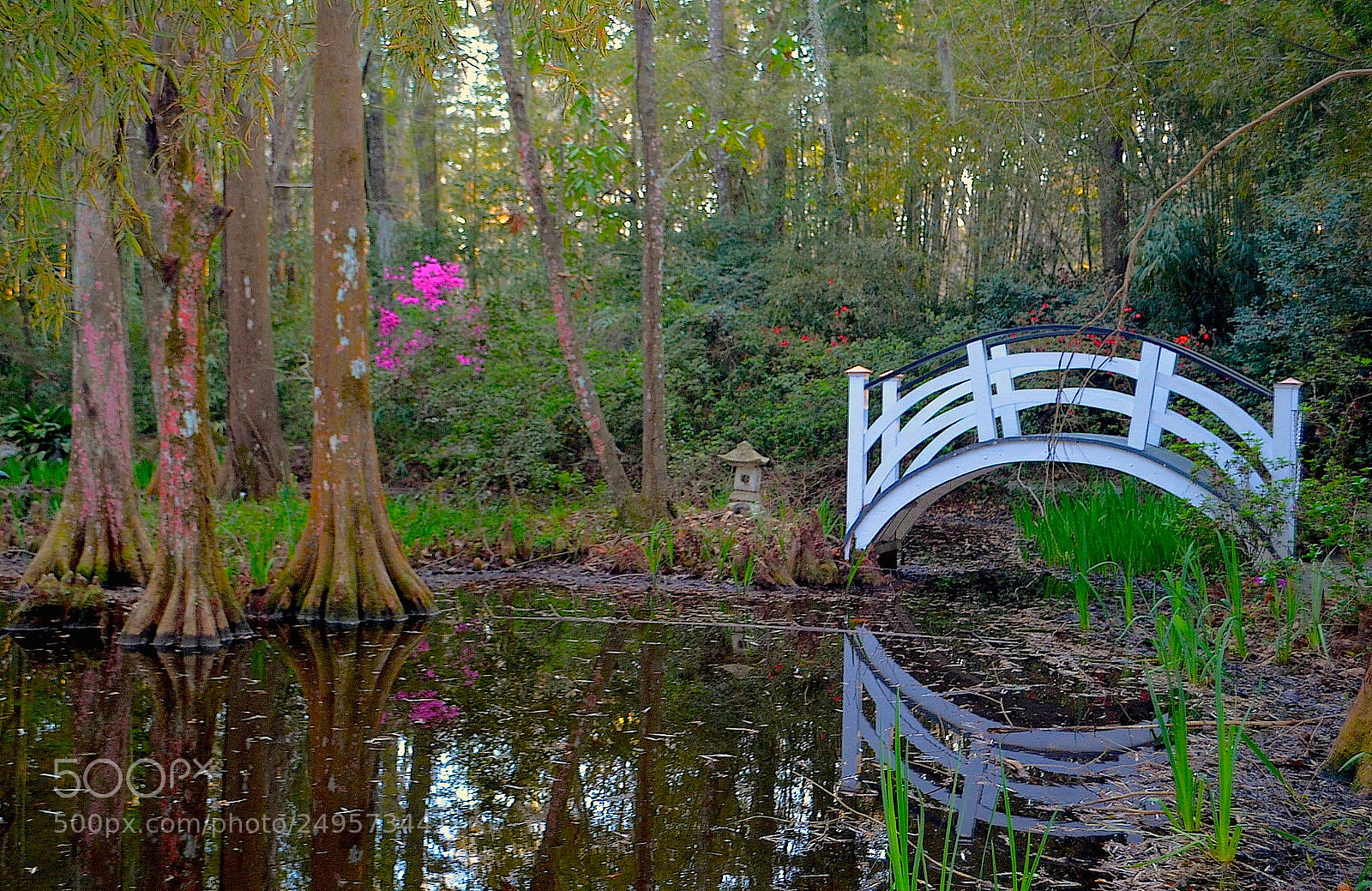 Nikon D5100 sample photo. Spring at the photography