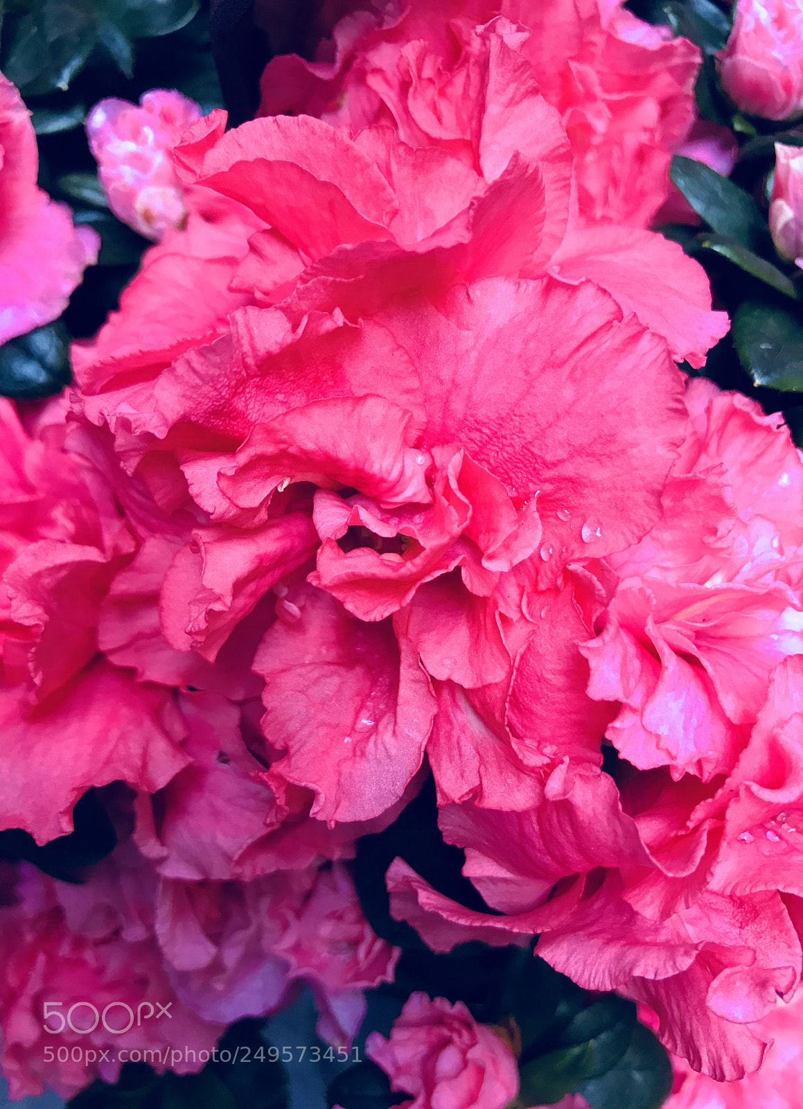 Apple iPhone 7 Plus sample photo. My pink gardenia. this photography
