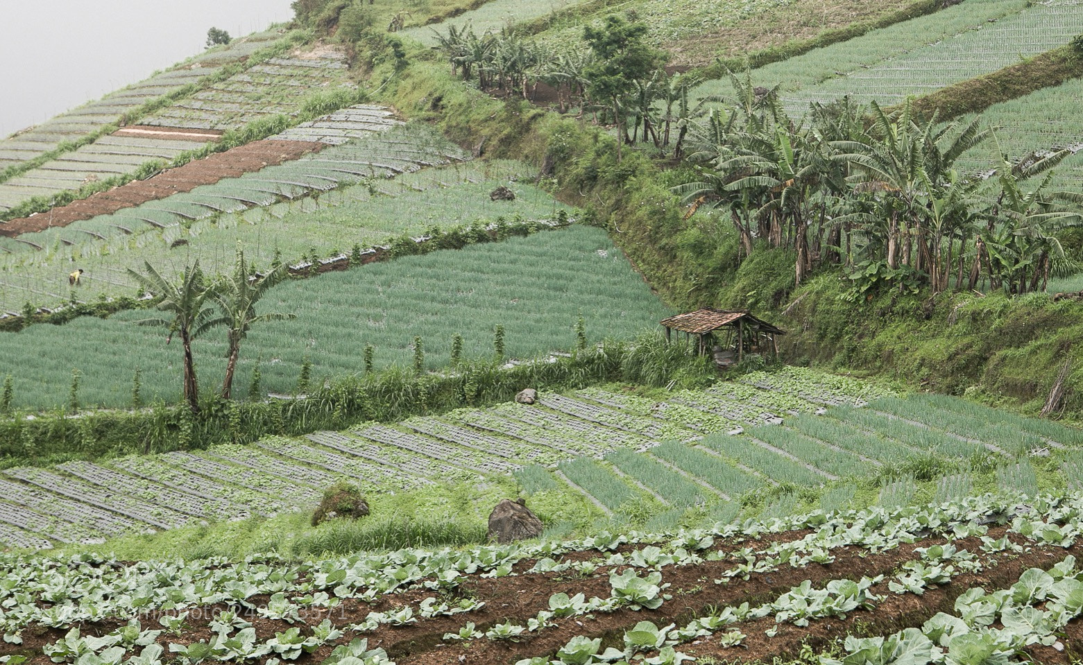 Canon EOS 5D Mark IV sample photo. Lines - vegetable fields photography