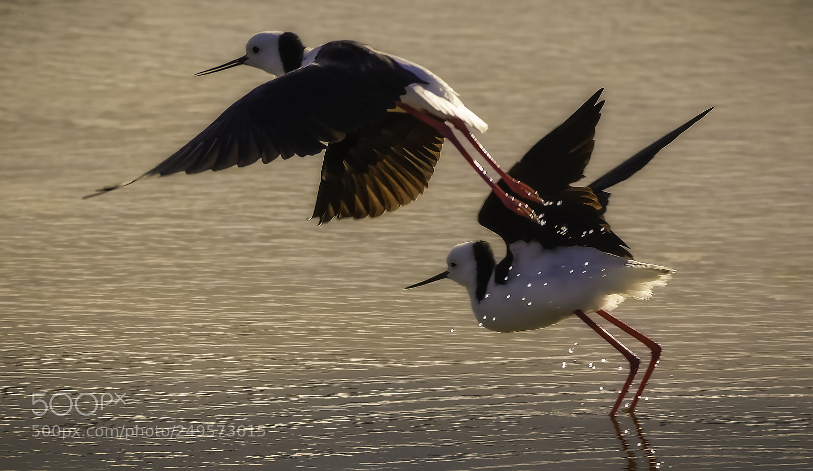 Nikon D7200 sample photo. Black-winged stilt photography