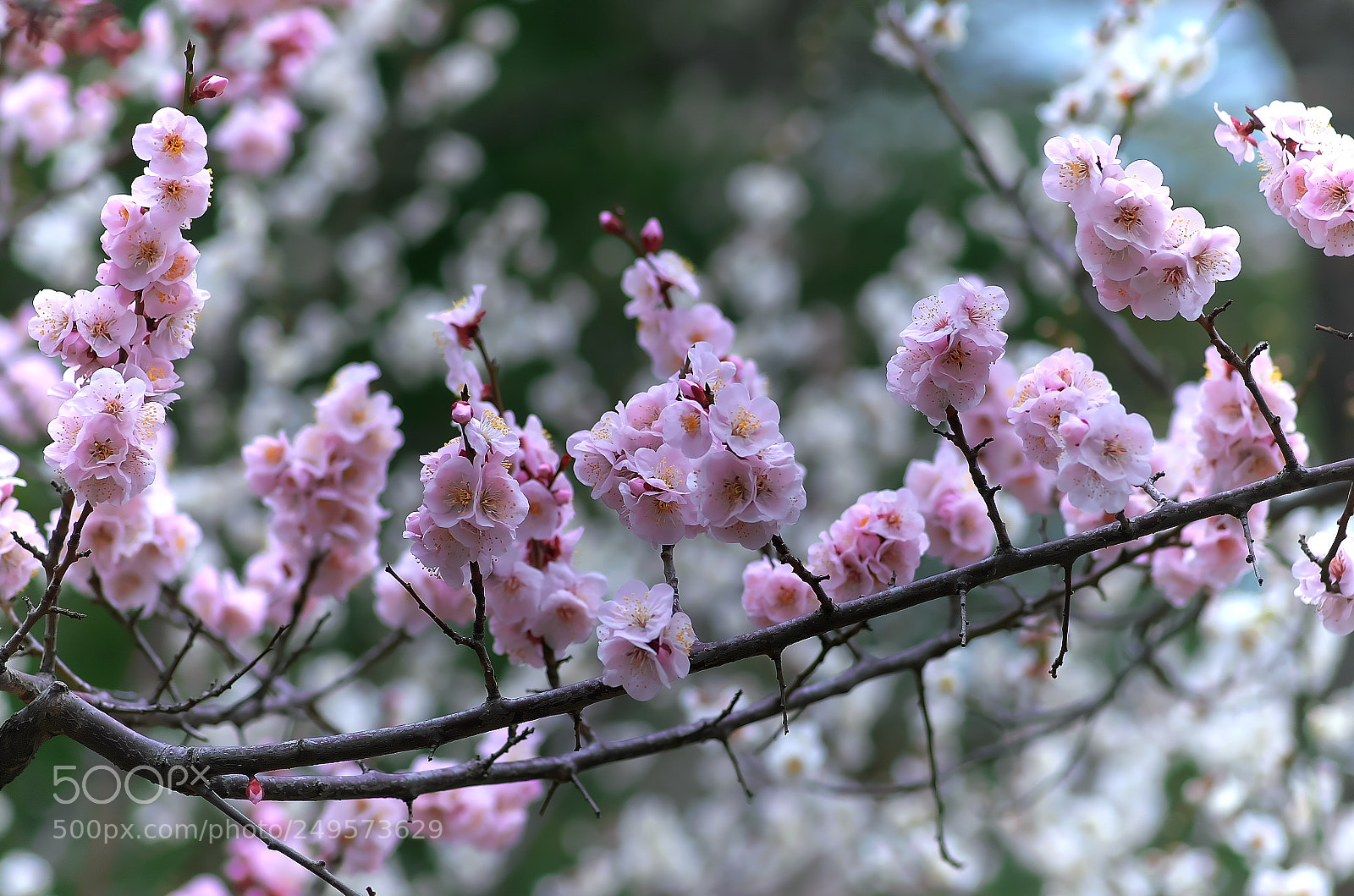 Pentax K-5 IIs sample photo. Plum flowers photography