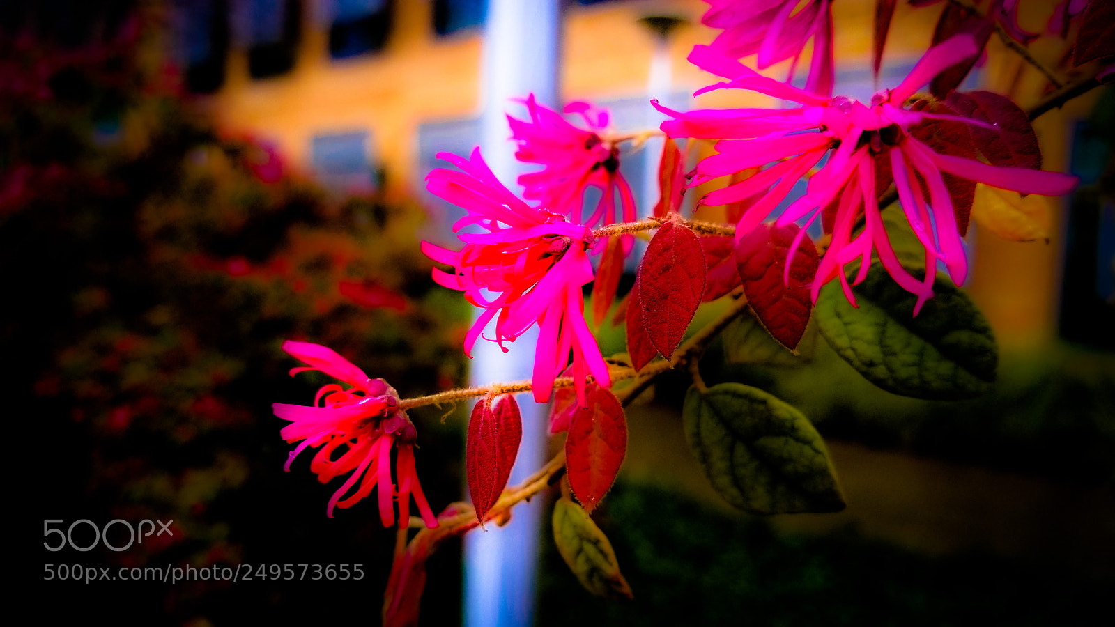 Samsung Galaxy S8+ sample photo. Pink branch photography