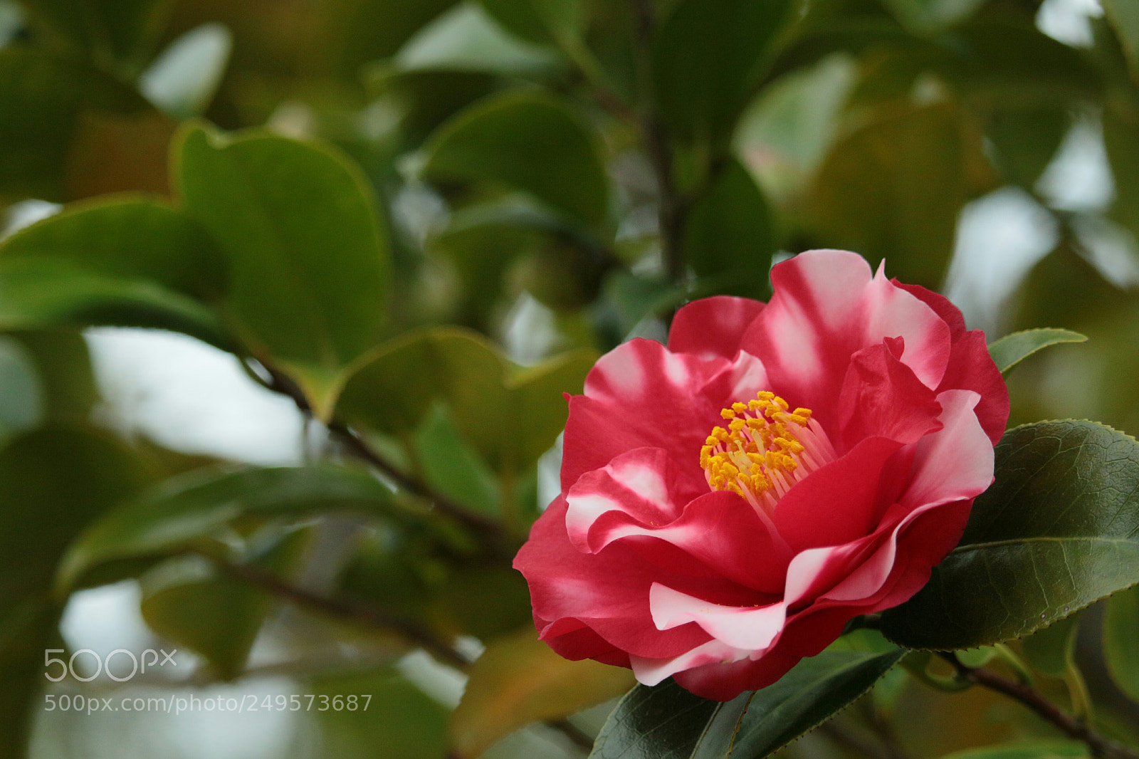 Canon EOS 70D sample photo. Camellia photography