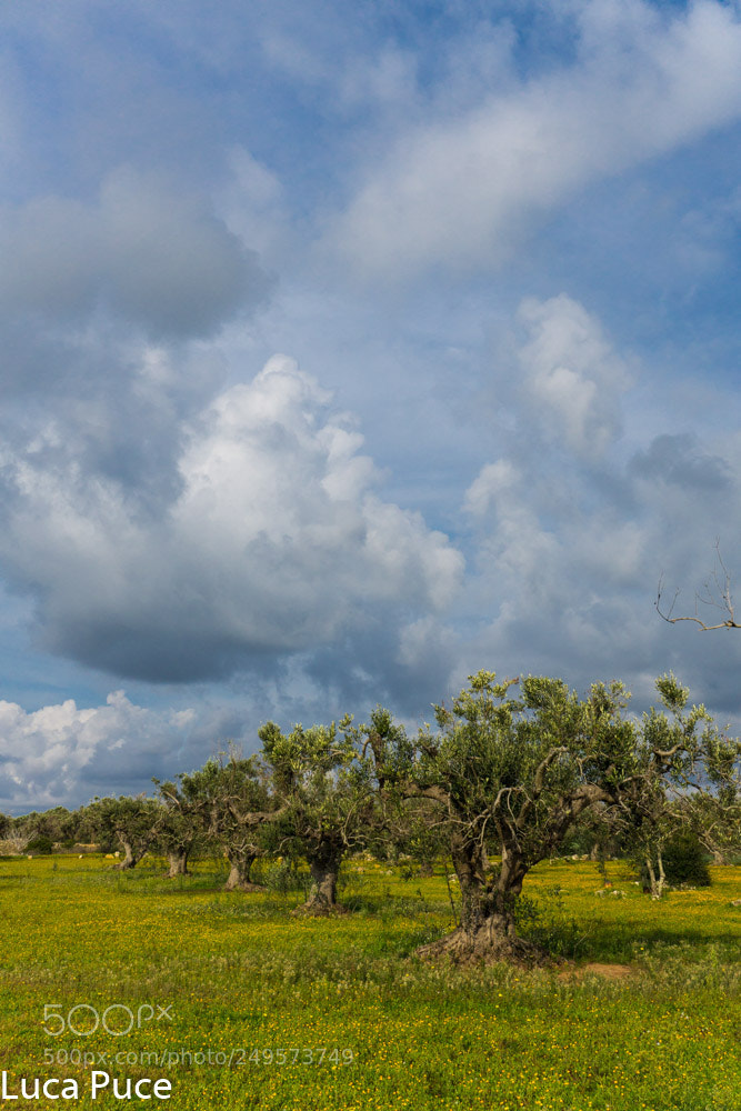 Sony a6000 sample photo. Olives photography