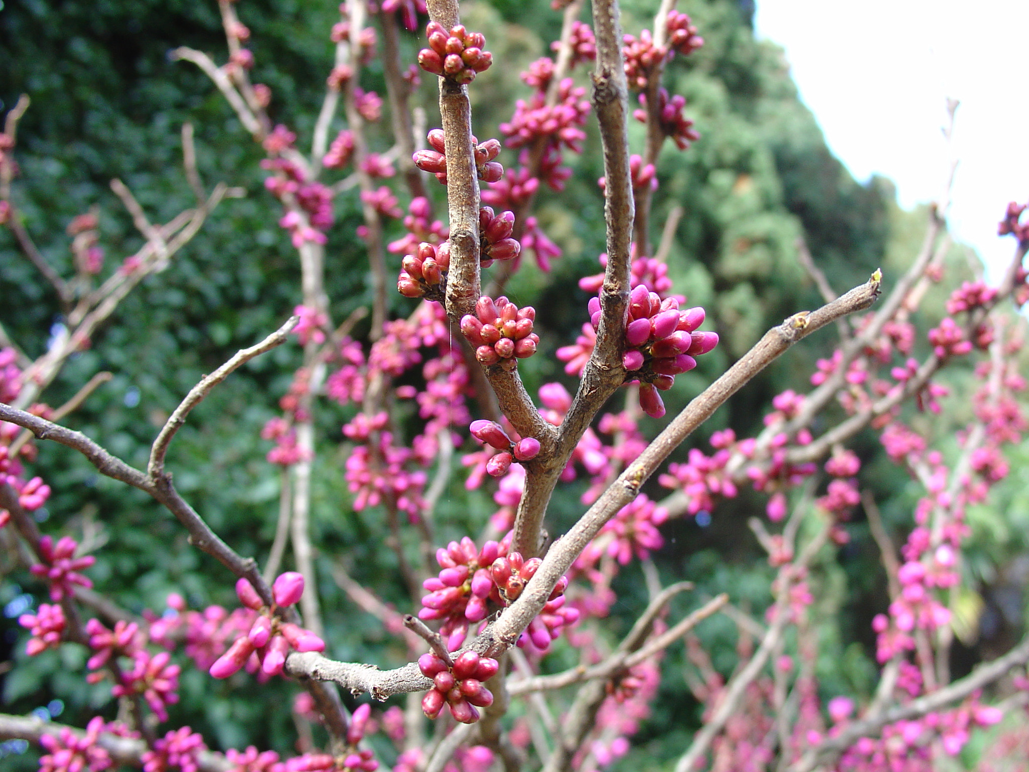Sony DSC-V1 sample photo. Buds photography