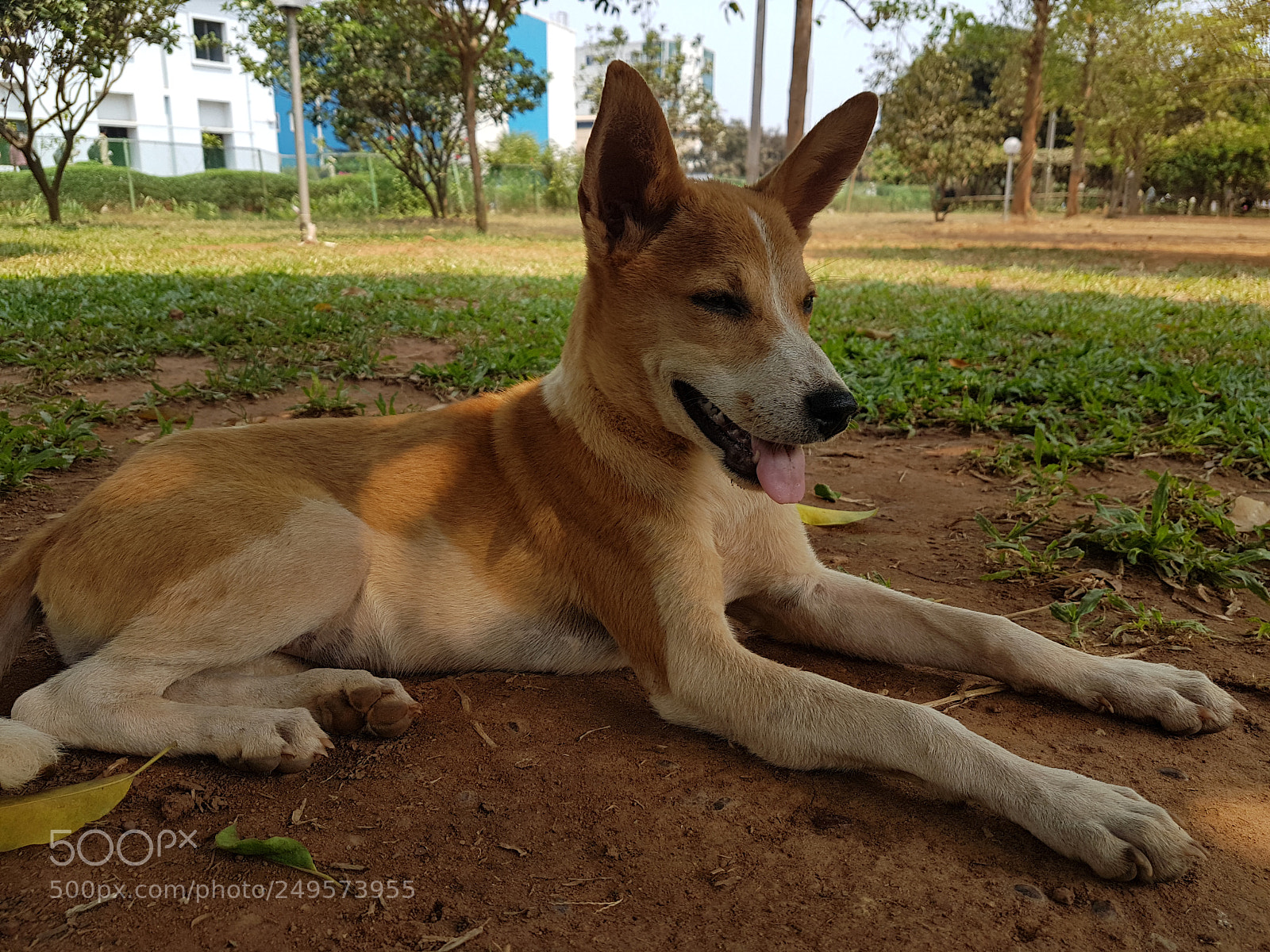 Samsung Galaxy S7 sample photo. Hero puppy photography