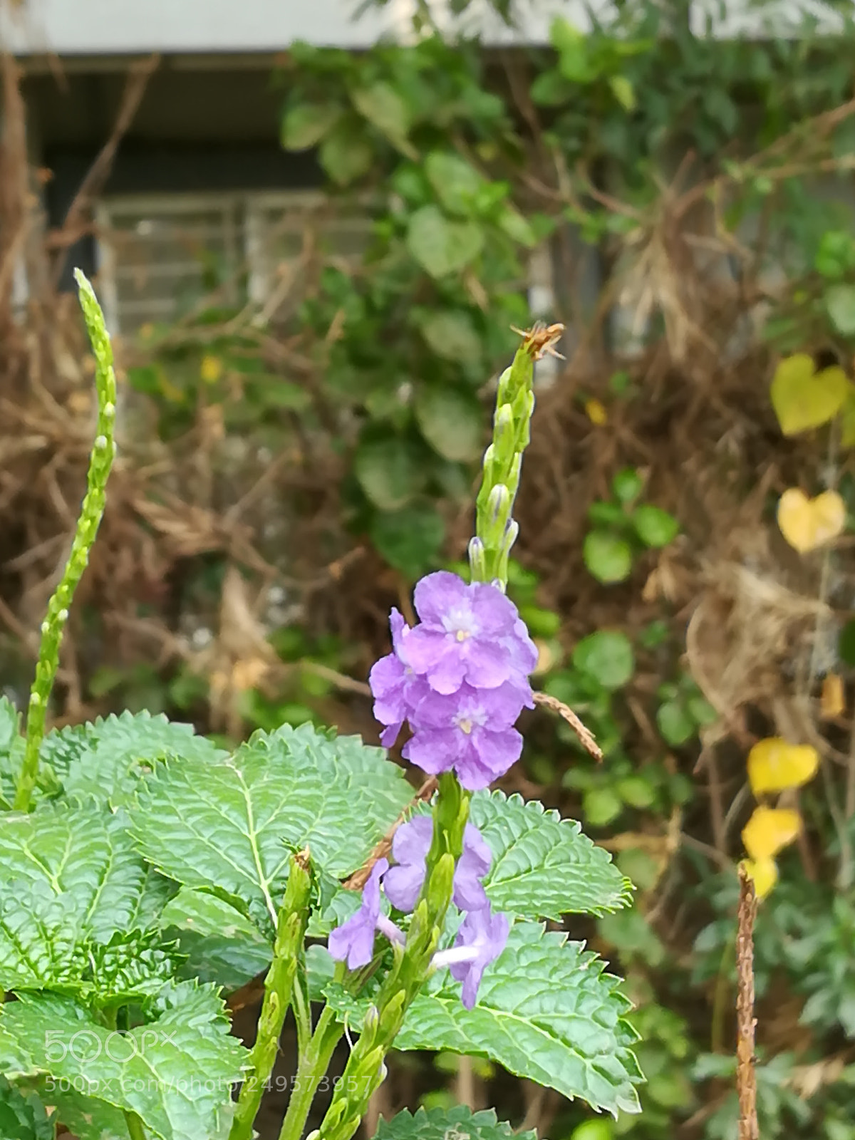HUAWEI honor 6x sample photo. Violet flowers photography