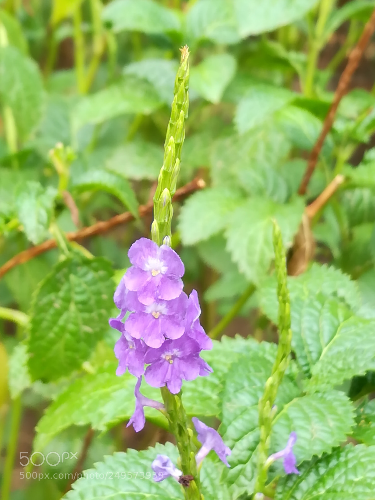 HUAWEI honor 6x sample photo. Violet flowers photography