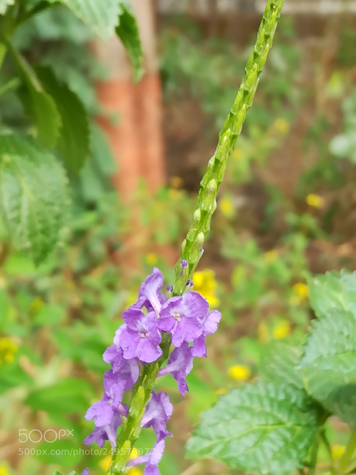 HUAWEI honor 6x sample photo. Violet flowers photography