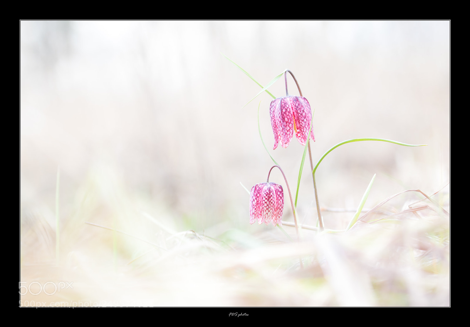 Canon EOS 7D Mark II sample photo. En famille photography