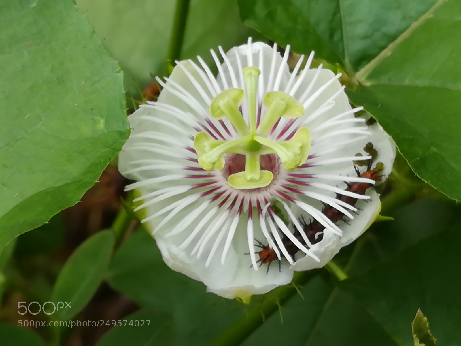 HUAWEI honor 6x sample photo. Flower photography