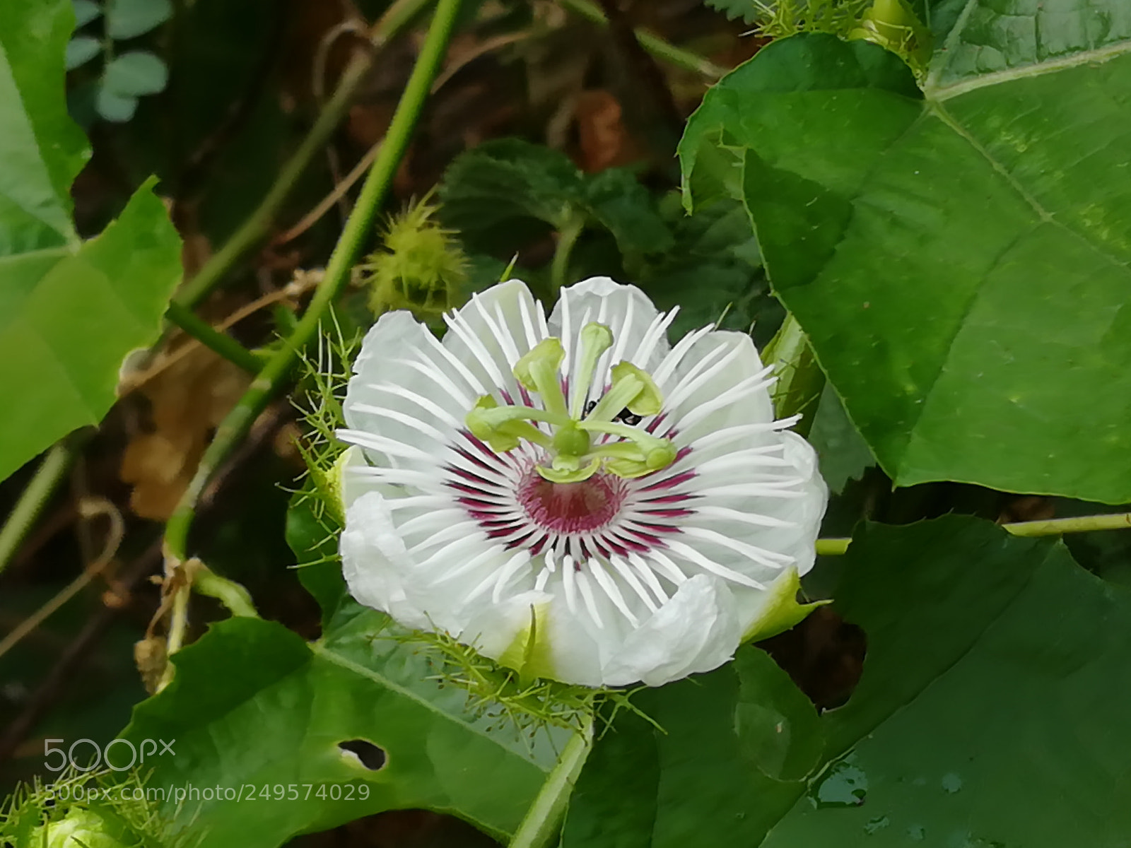 HUAWEI honor 6x sample photo. Flower photography