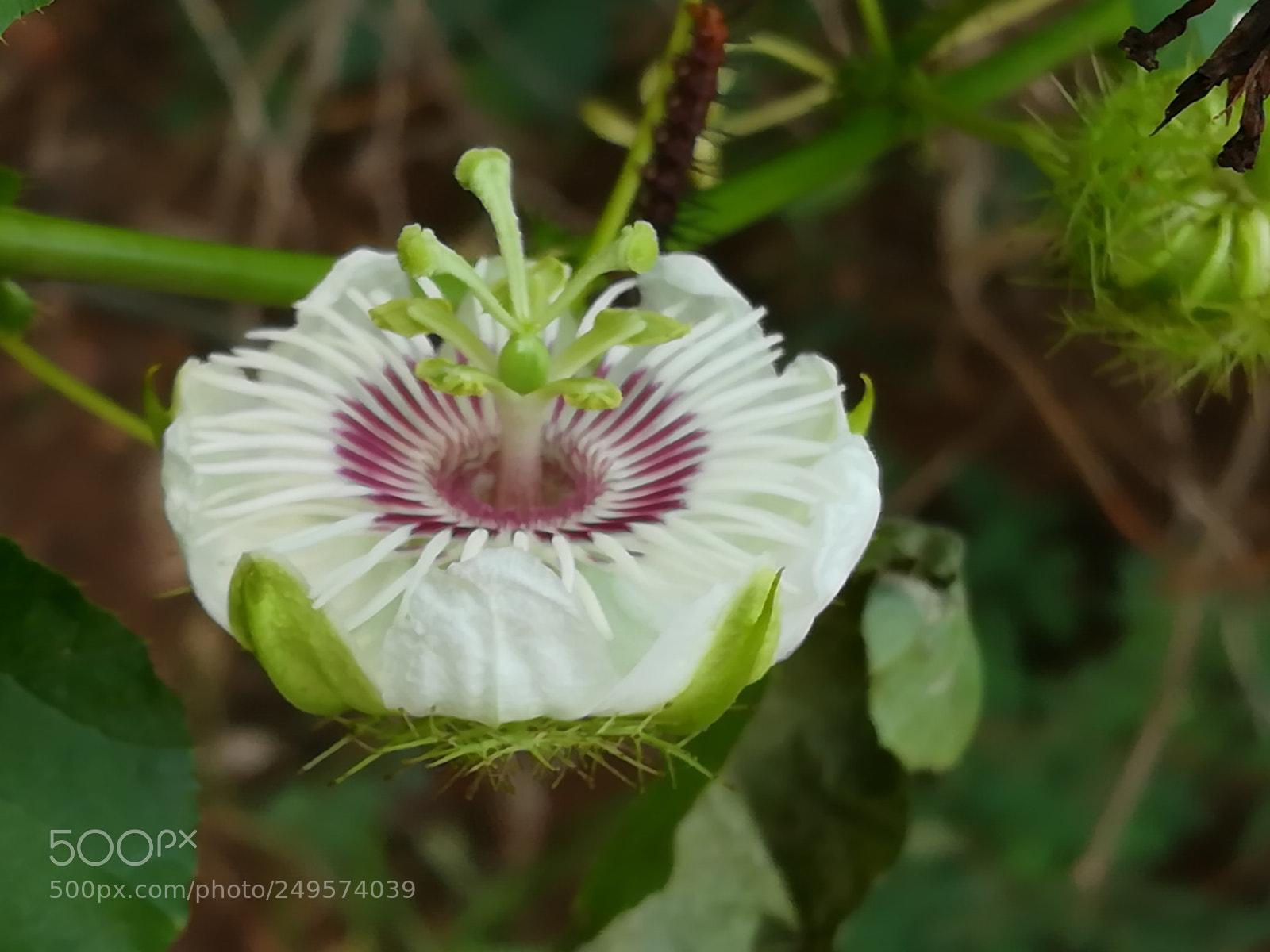 HUAWEI honor 6x sample photo. Flower photography