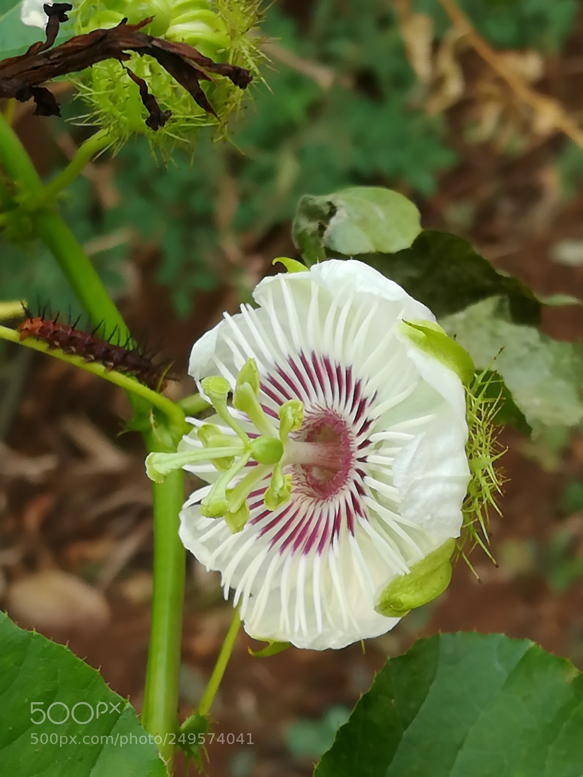 HUAWEI honor 6x sample photo. Flower photography