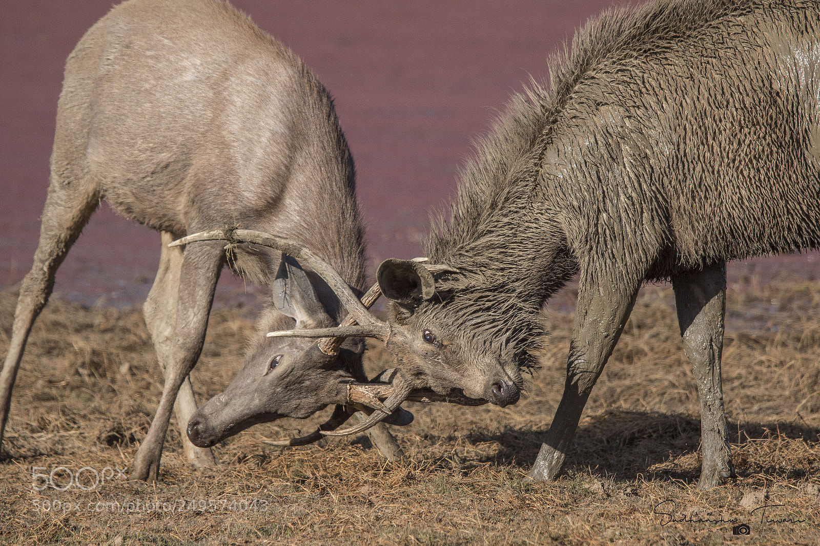 Canon EOS 70D sample photo. The fight .. photography