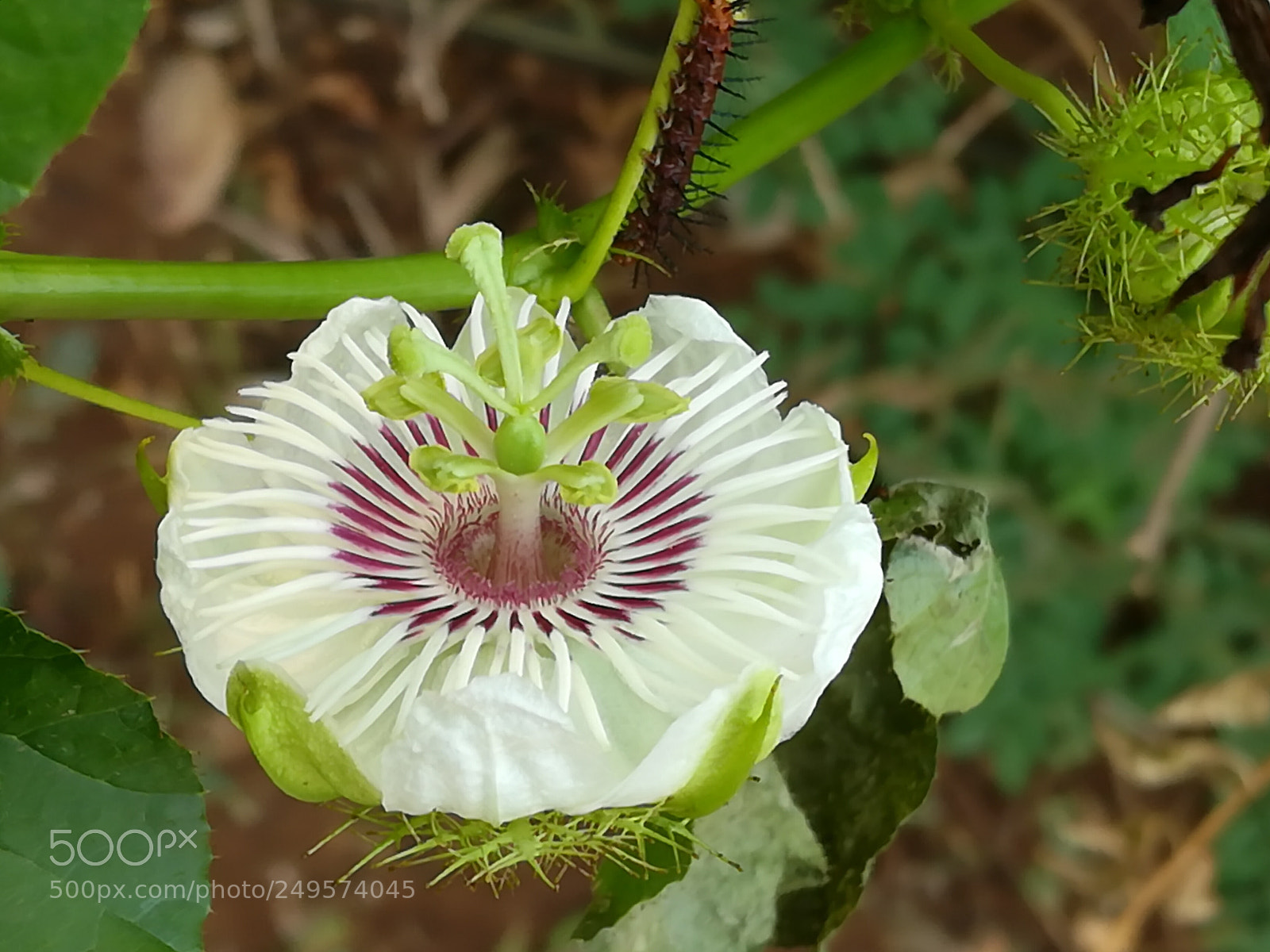 HUAWEI honor 6x sample photo. Flower photography