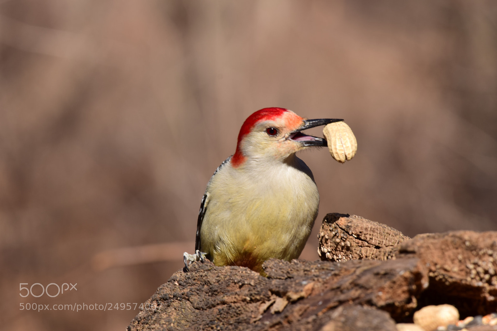 Nikon D3300 sample photo. Red bellied woodpecker photography