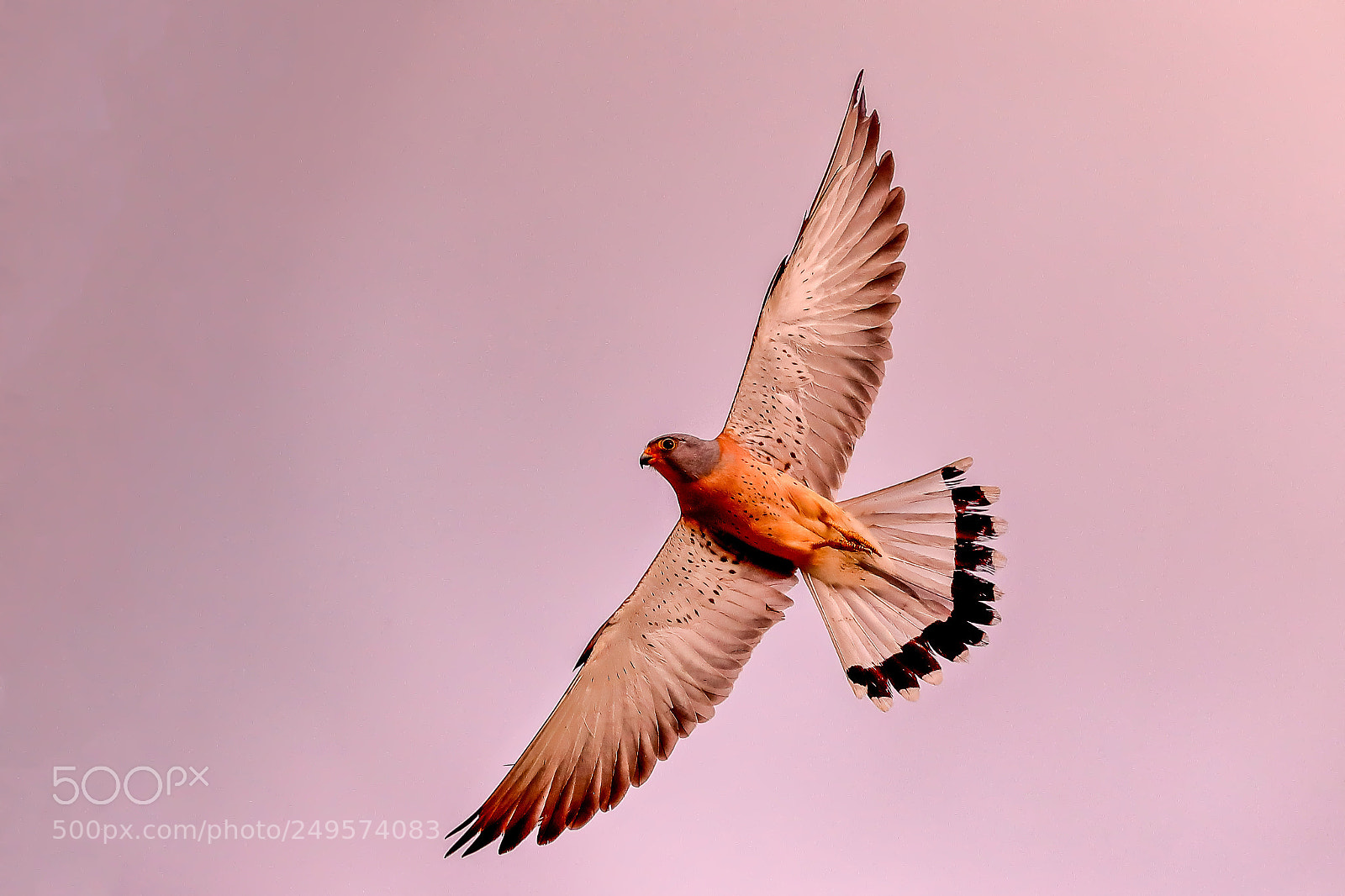 Canon EOS-1D X Mark II sample photo. Lesser kestrel photography