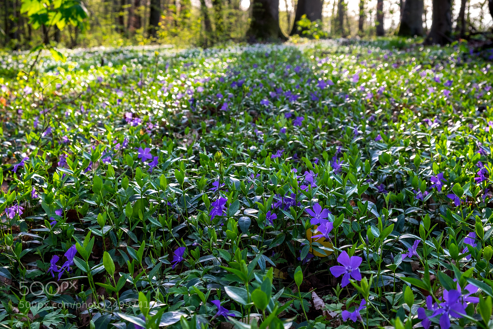 Fujifilm X-T1 sample photo. Spring is coming photography