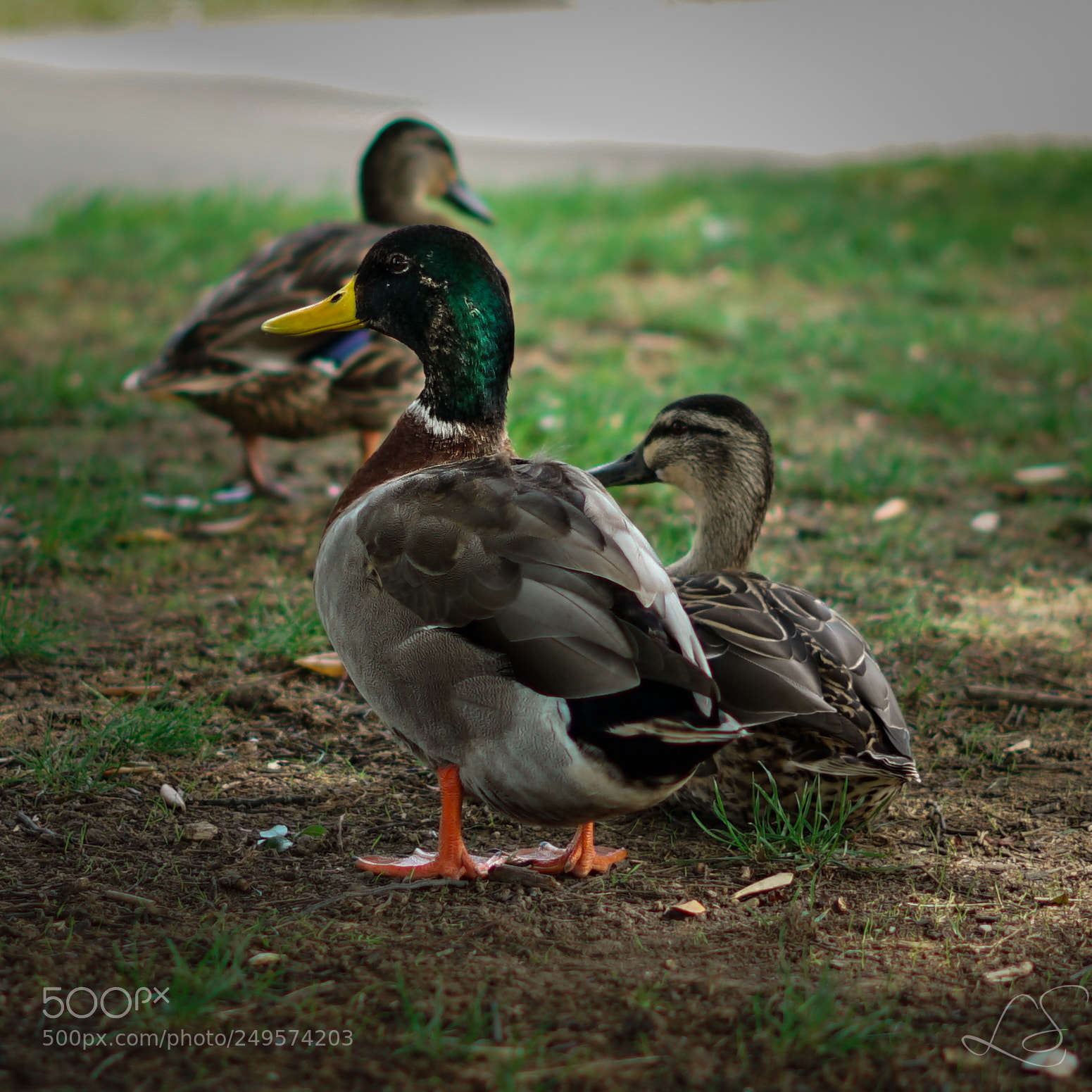 Sony a7 II sample photo. Duck shooting photography