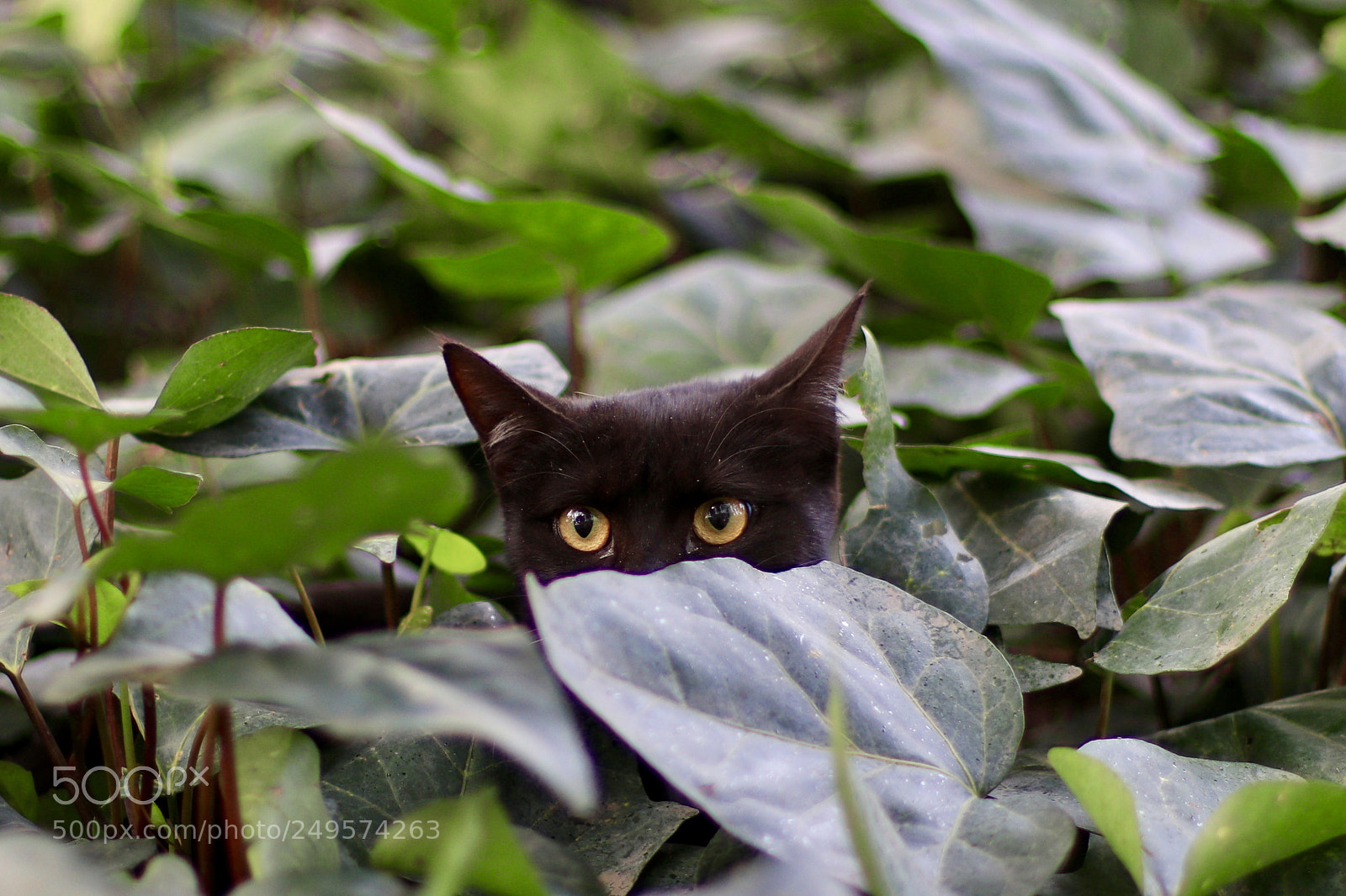 Canon EOS 80D sample photo. Stealthy one photography