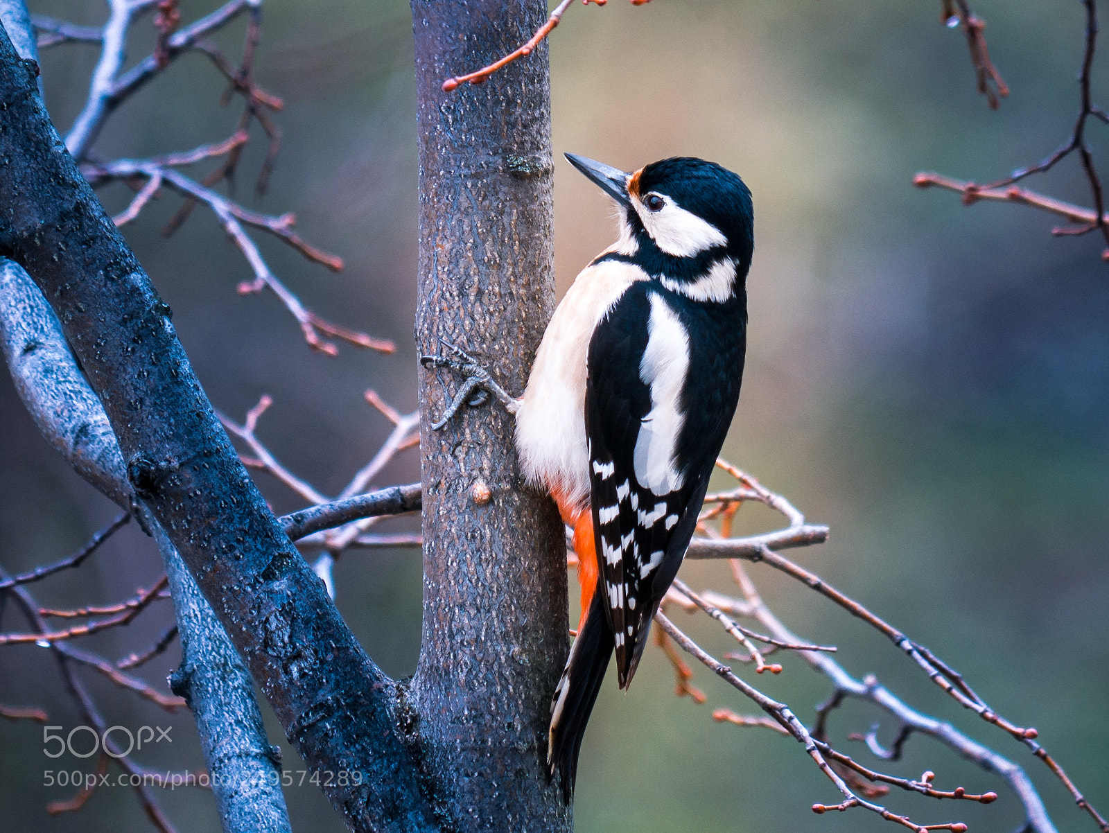Panasonic DMC-G81 sample photo. Woodpecker photography