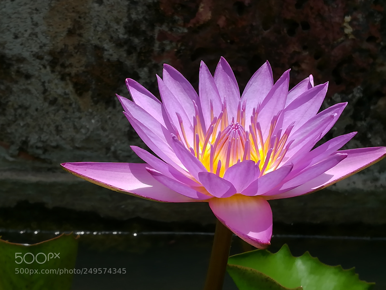 HUAWEI honor 6x sample photo. Lotus photography