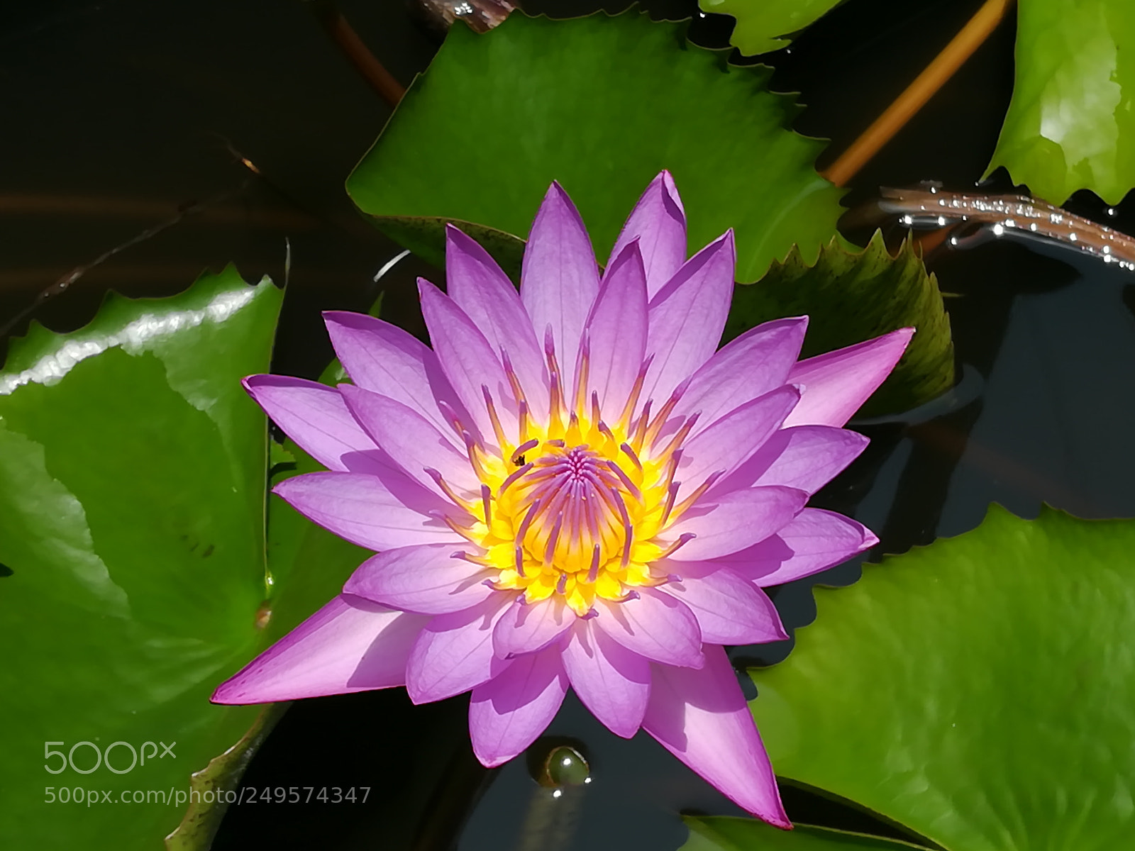 HUAWEI honor 6x sample photo. Lotus photography