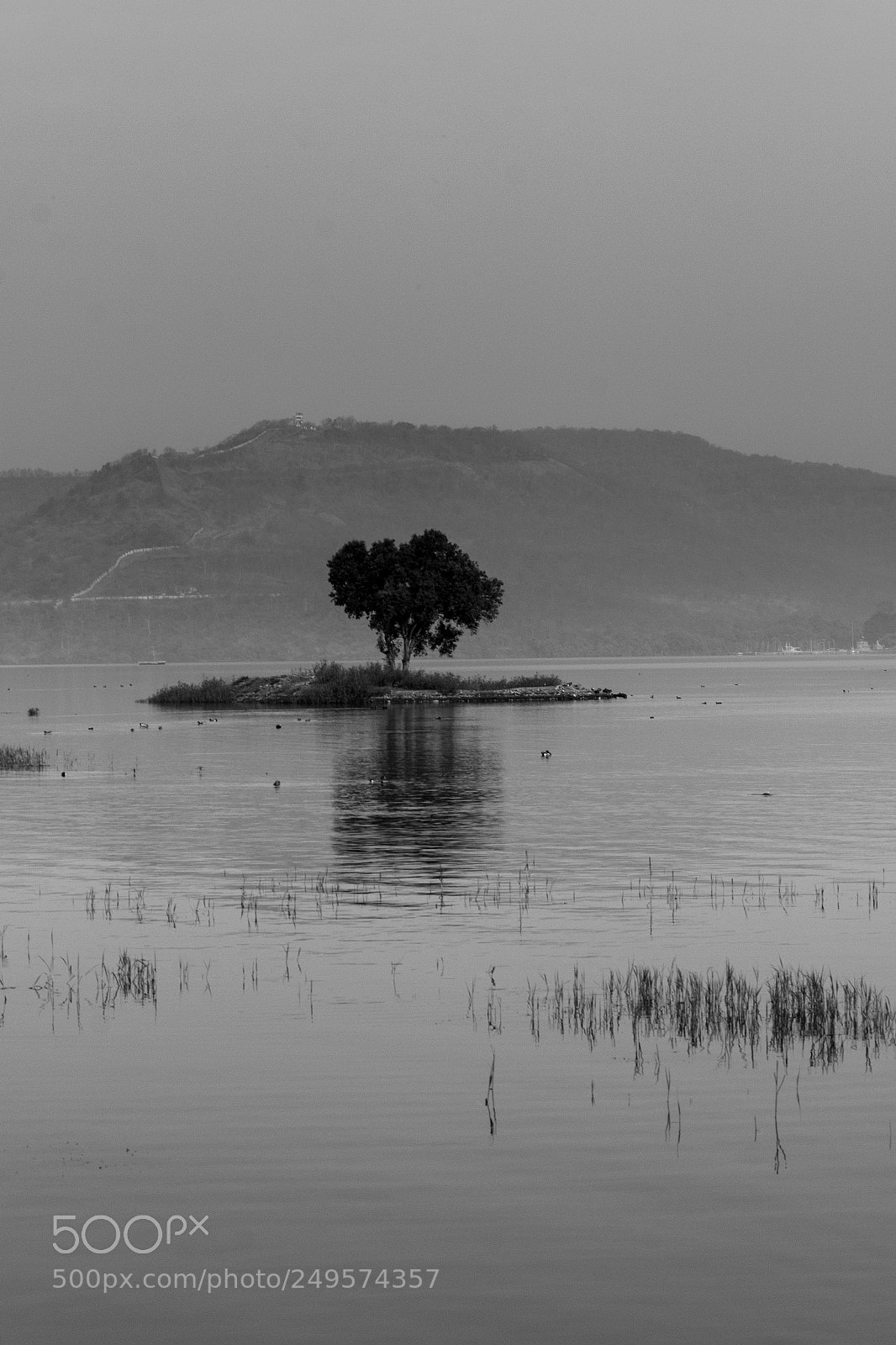 Canon EOS 600D (Rebel EOS T3i / EOS Kiss X5) sample photo. An island tree photography