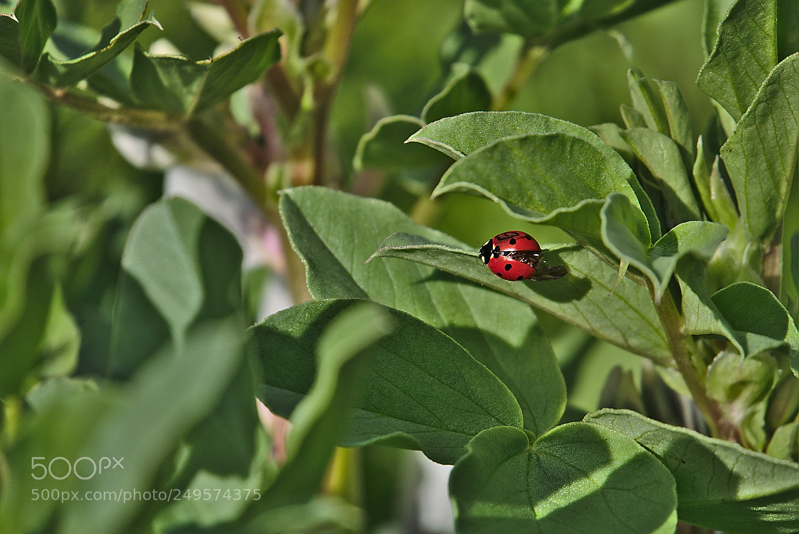 Panasonic Lumix DMC-GM1 sample photo. 2018 03 14  18 coccinellidae.jpg photography