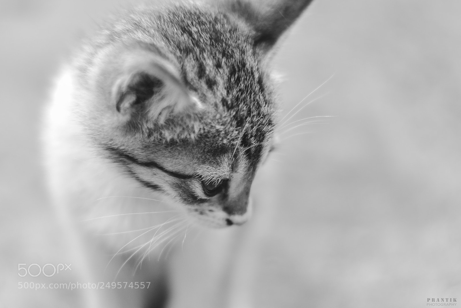 Nikon D5500 sample photo. Kitty in deep thought photography