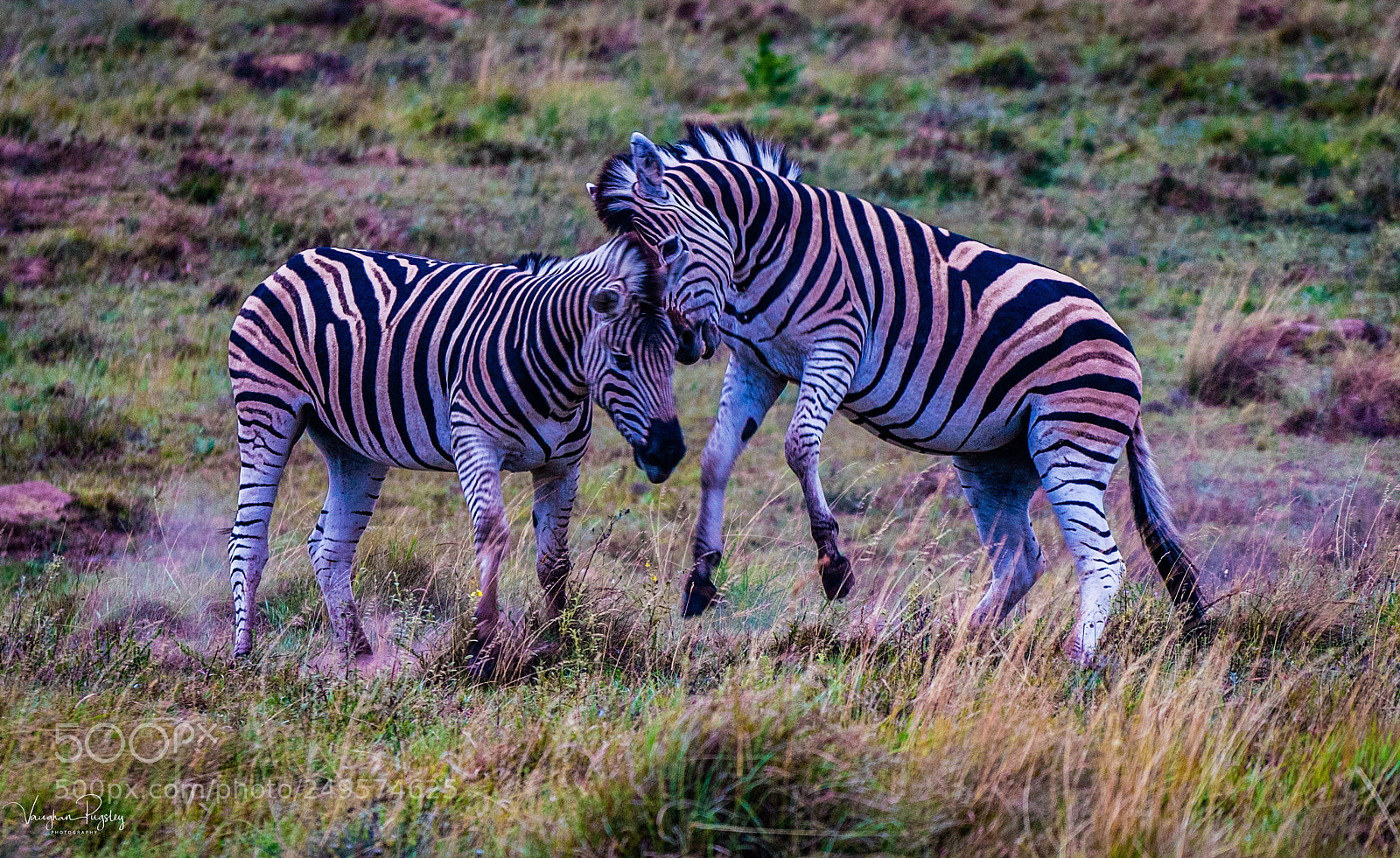Sony a7R II sample photo. Zebra friends photography