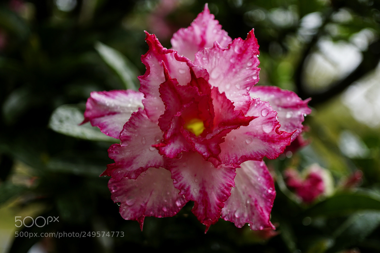 Sony a6000 sample photo. Sứ flower photography