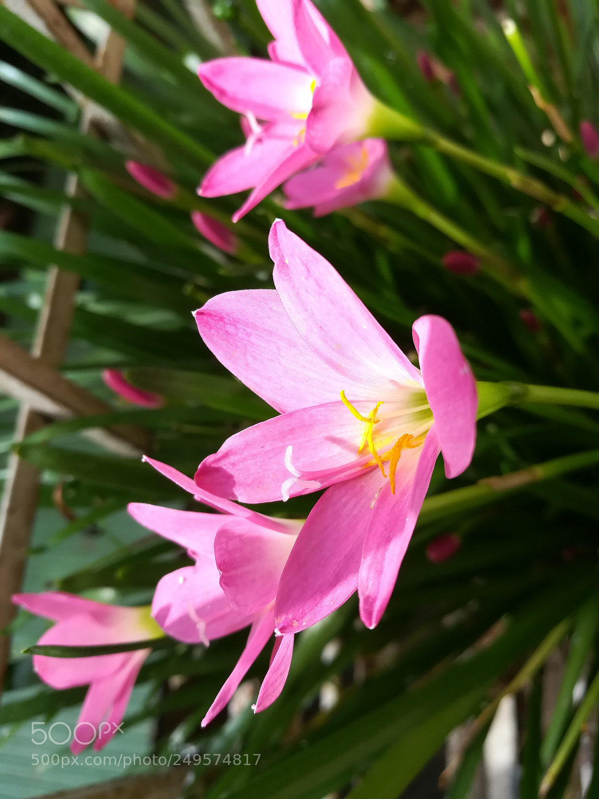 HUAWEI honor 6x sample photo. Pink lily photography